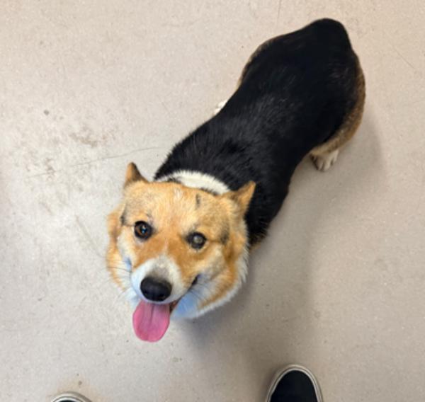 Princess Diana, Adoptable, Adult Female Corgi.