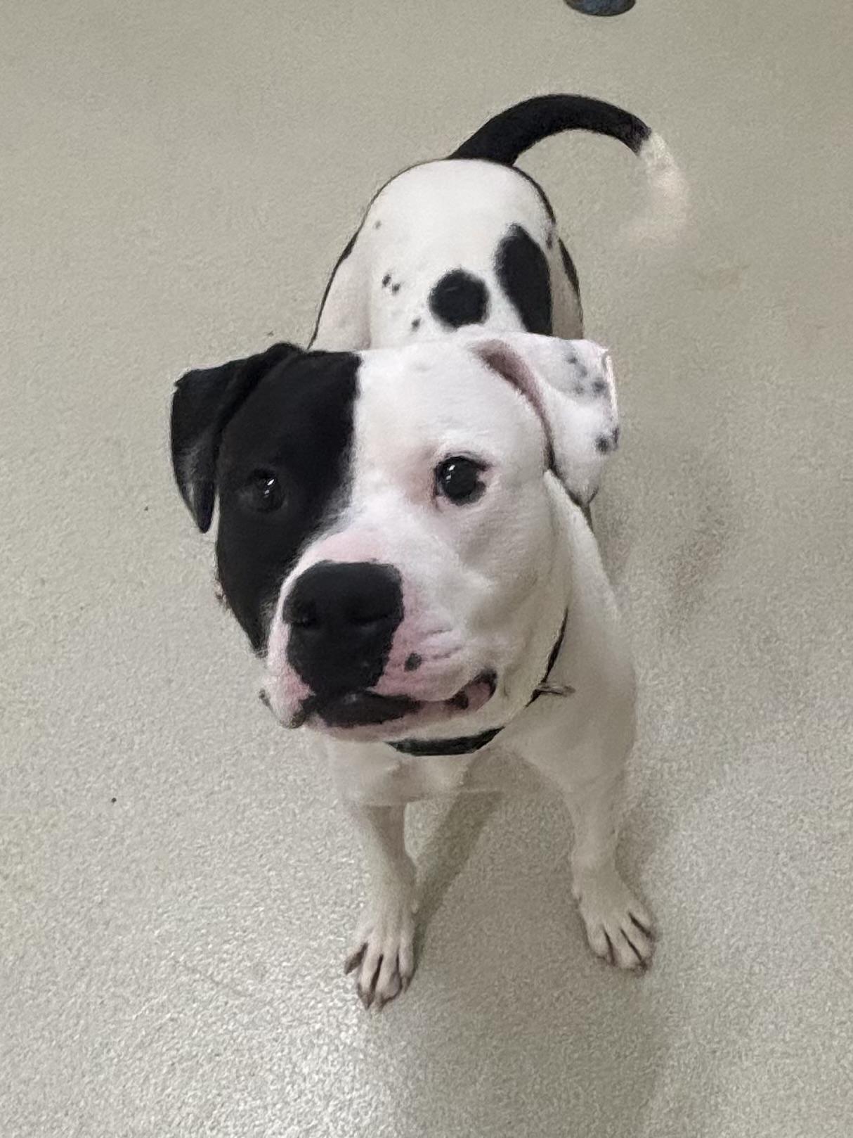 Enlarge Dale, an adopted mixed breed in Ashland, OH image 2/2