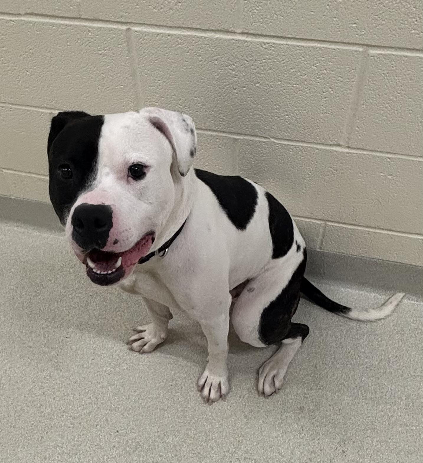 Enlarge Dale, an adopted mixed breed in Ashland, OH image 1/2