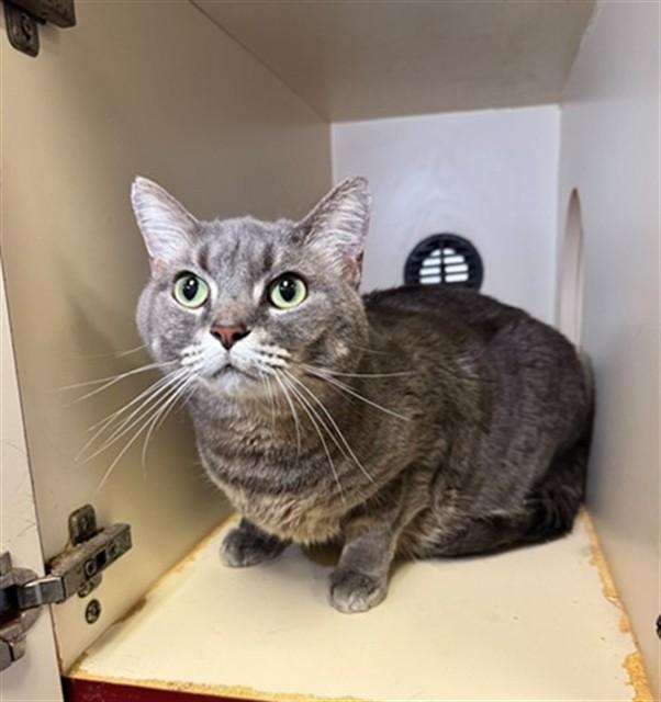 SMOKERS, Adoptable, Adult Female Domestic Short Hair.