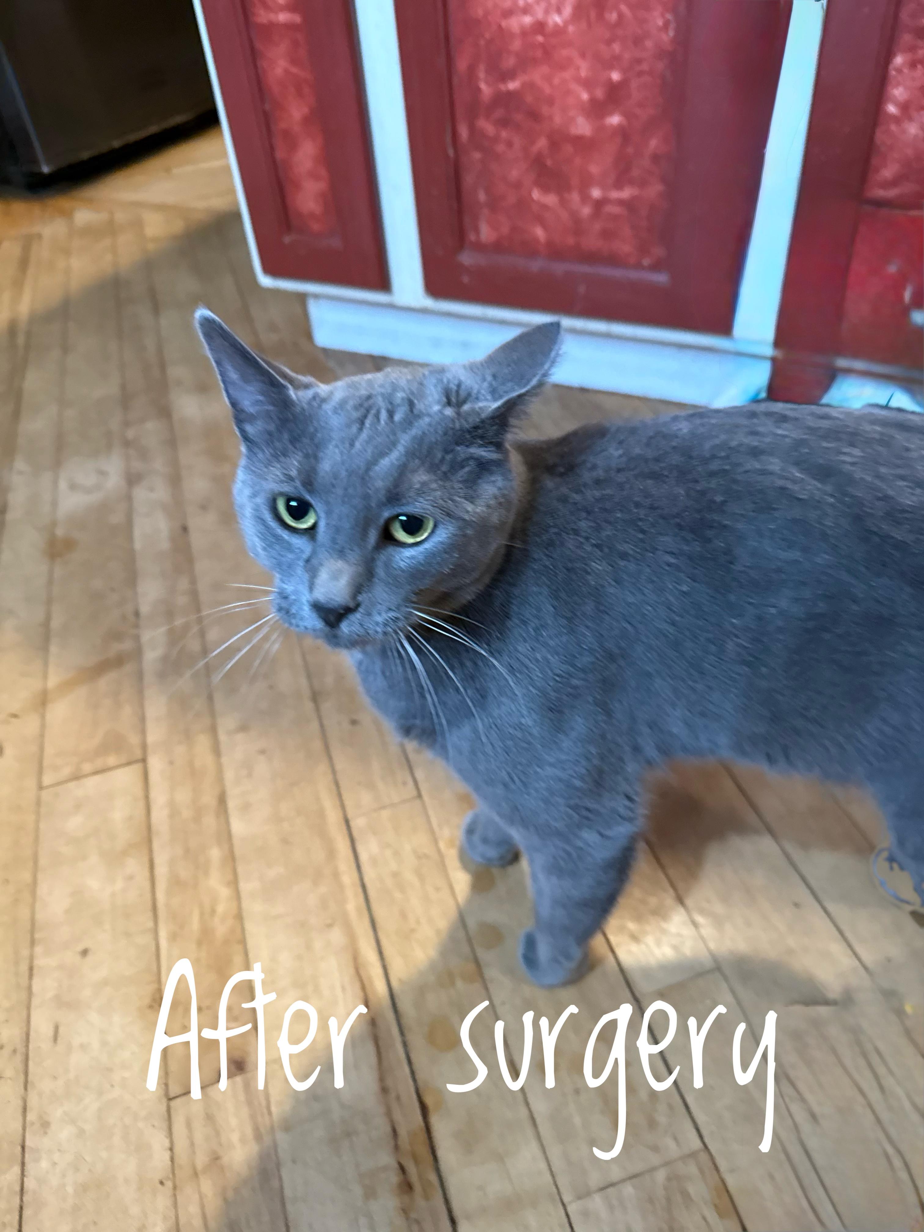 Ricky, a Adoptable Domestic Short Hair in Cortland, NY image 2/4