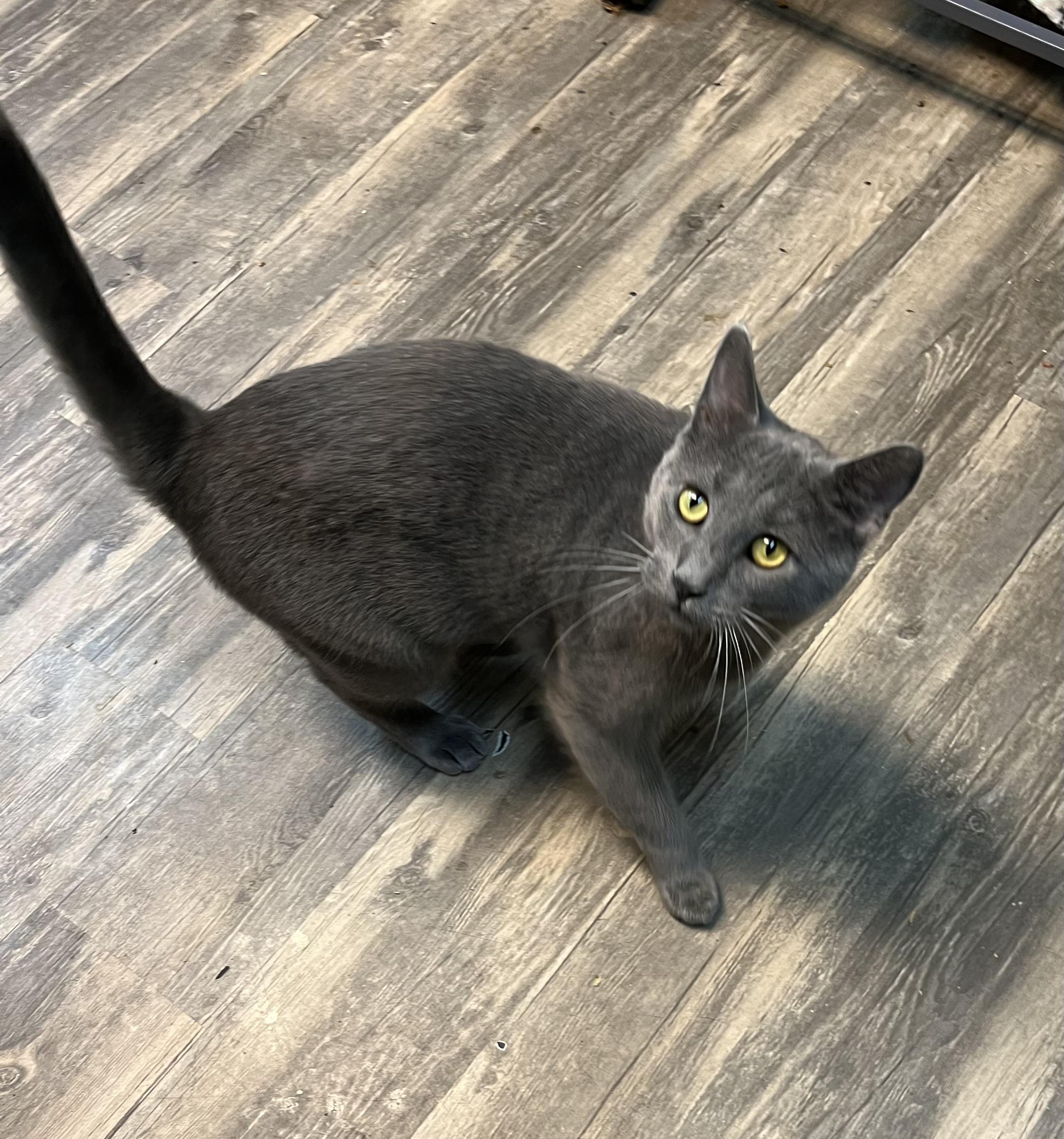 Ricky, a Adoptable Domestic Short Hair in Cortland, NY image 1/4