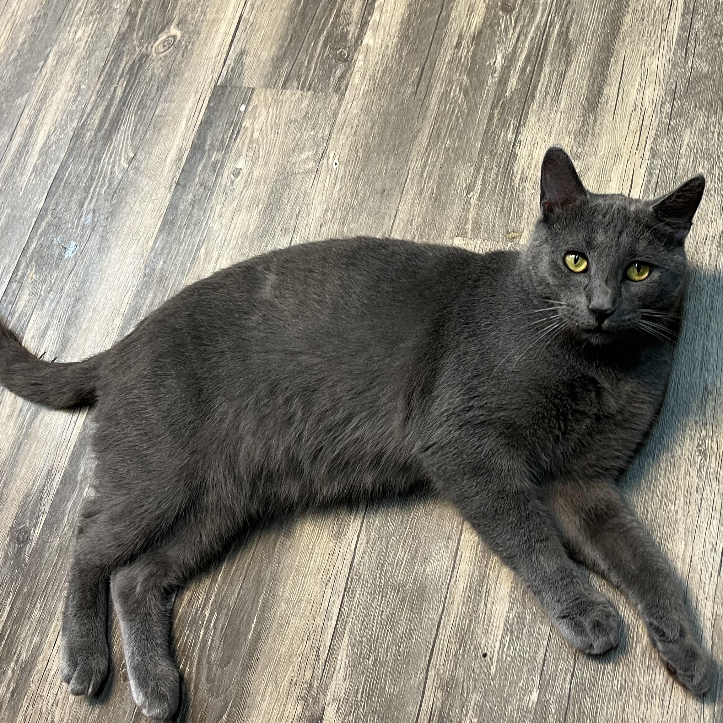 Ricky, a Adoptable Domestic Short Hair in Cortland, NY image 3/4