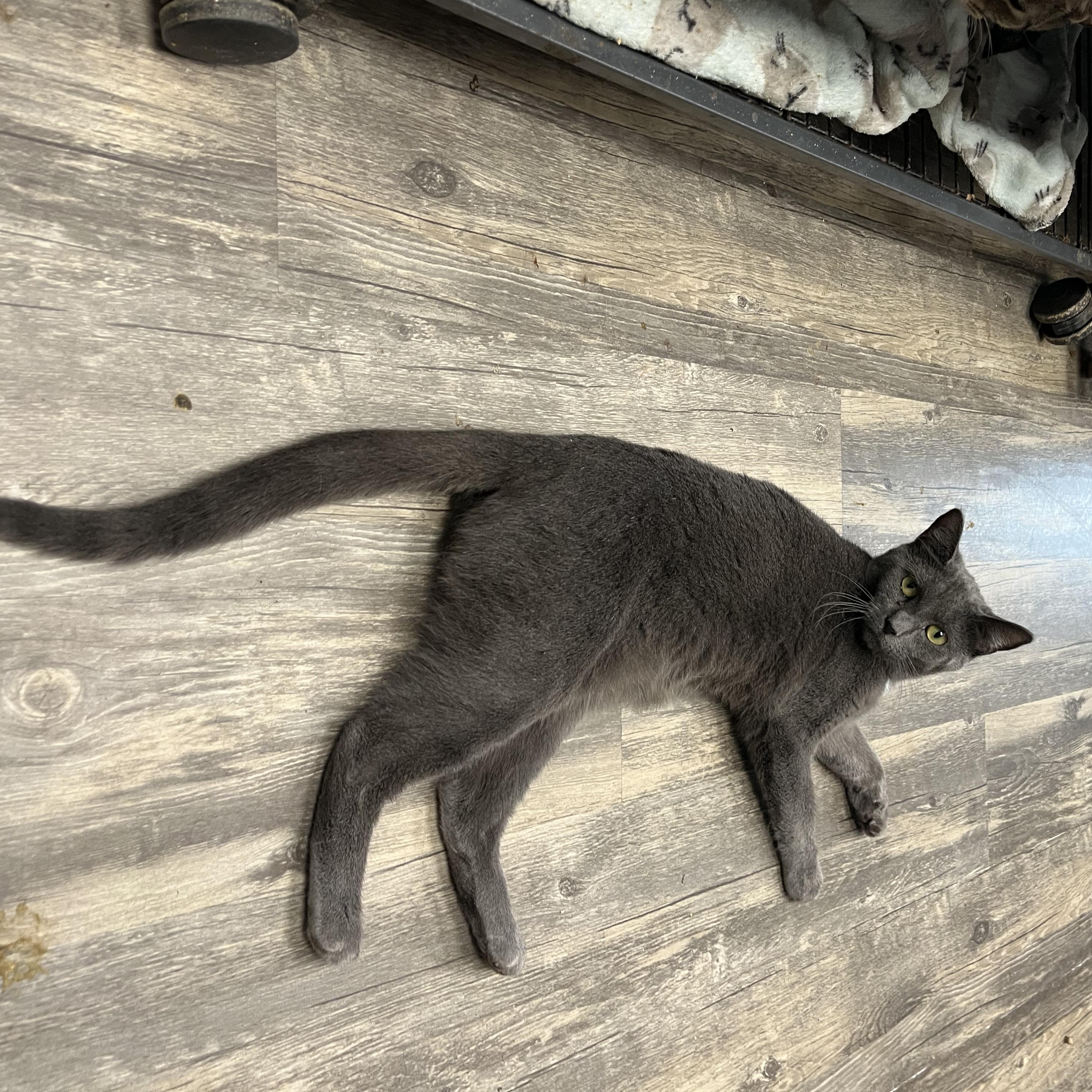 Ricky, a Adoptable Domestic Short Hair in Cortland, NY image 4/4