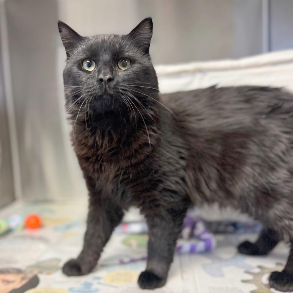 Zoro, Adoptable, Adult Male Domestic Long Hair.