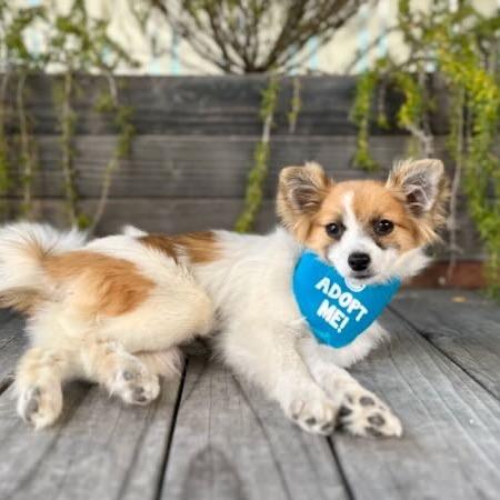 Enlarge Bindi, a Adoptable Papillon in Pacific Grove, CA image 1/6