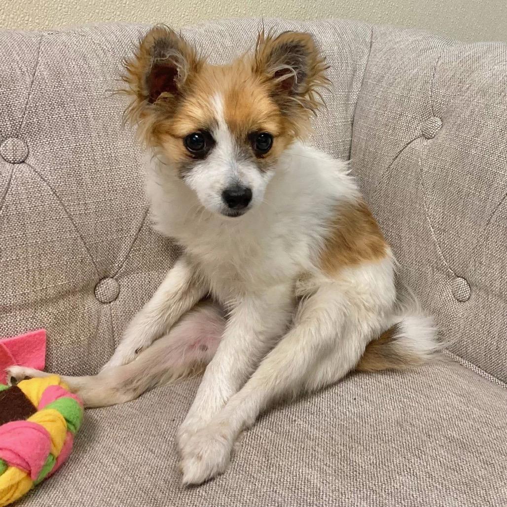 Enlarge Bindi, a Adoptable Papillon in Pacific Grove, CA image 4/6