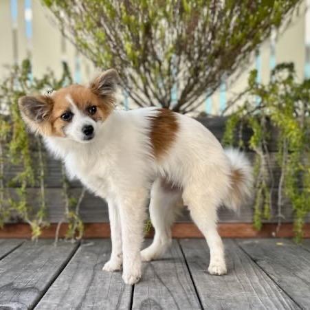 Enlarge Bindi, a Adoptable Papillon in Pacific Grove, CA image 6/6