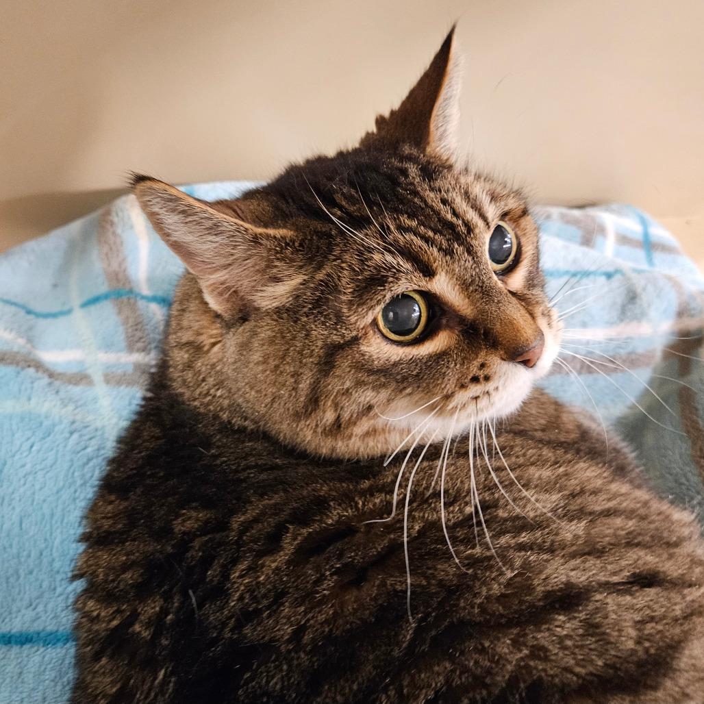Enlarge LC, a Adoptable Domestic Short Hair in Las Vegas, NV image 1/1