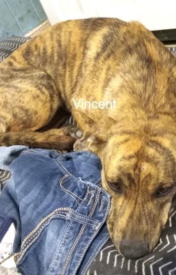 Vincent, Adoptable, Adult Male Hound.