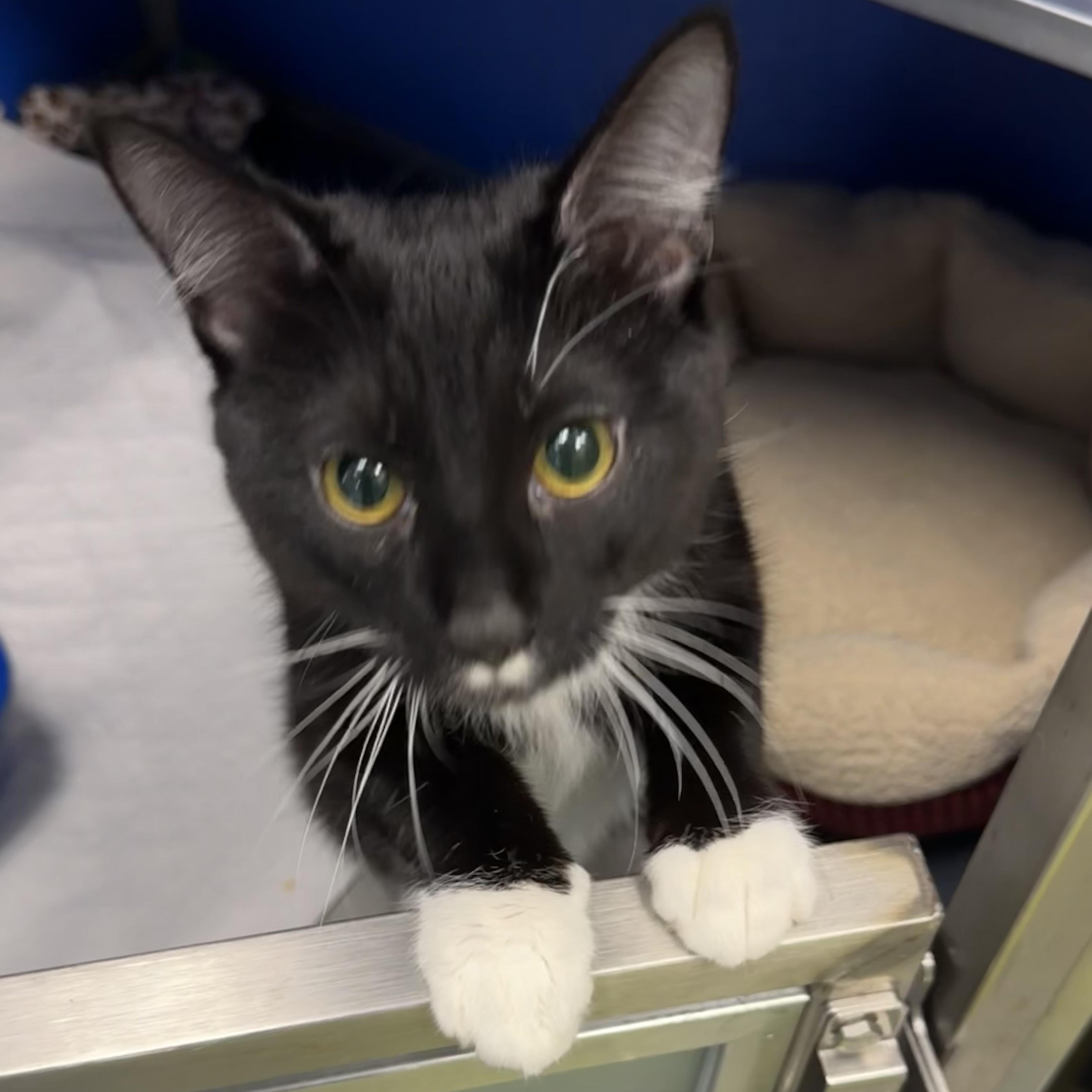 Enlarge Flap Jack , an adopted Domestic Short Hair in Fall River, MA image 4/4