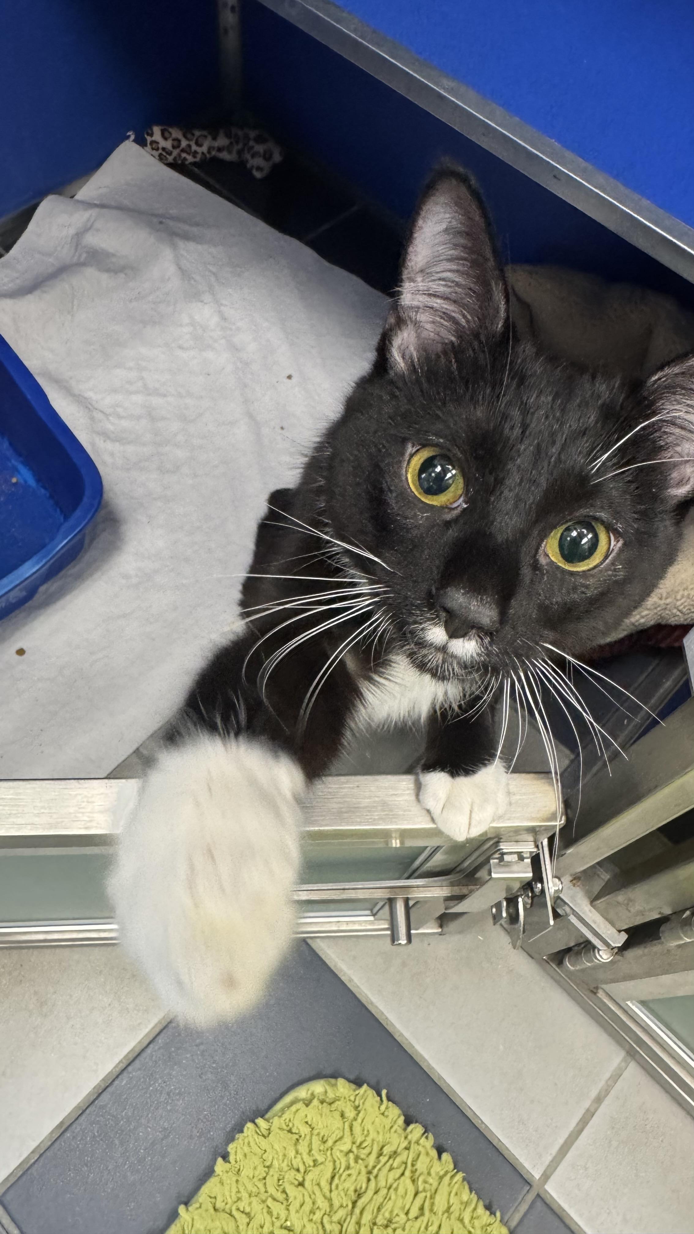 Flap Jack , ADOPTABLE, Young Male Domestic Short Hair.