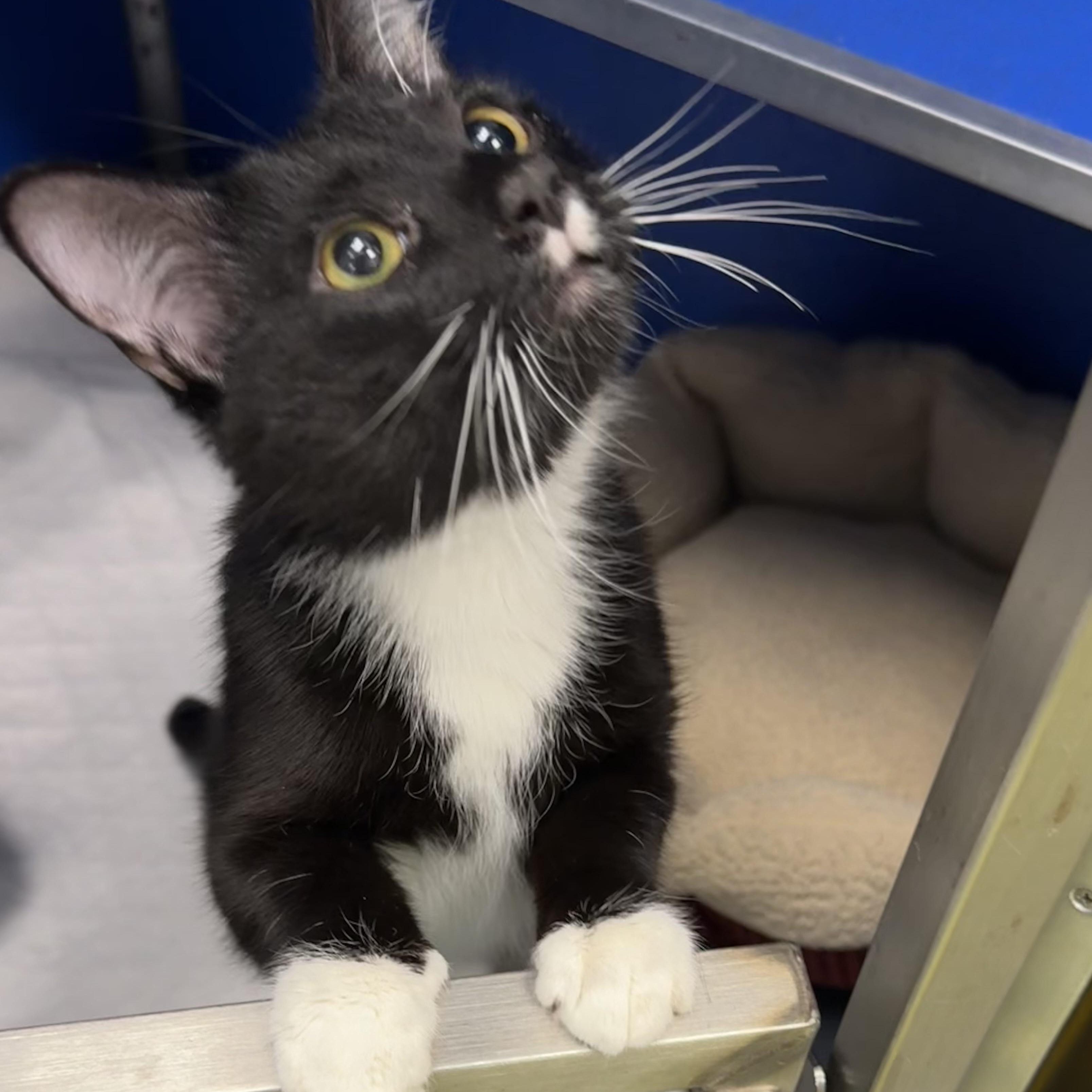 Enlarge Flap Jack , an adopted Domestic Short Hair in Fall River, MA image 3/4