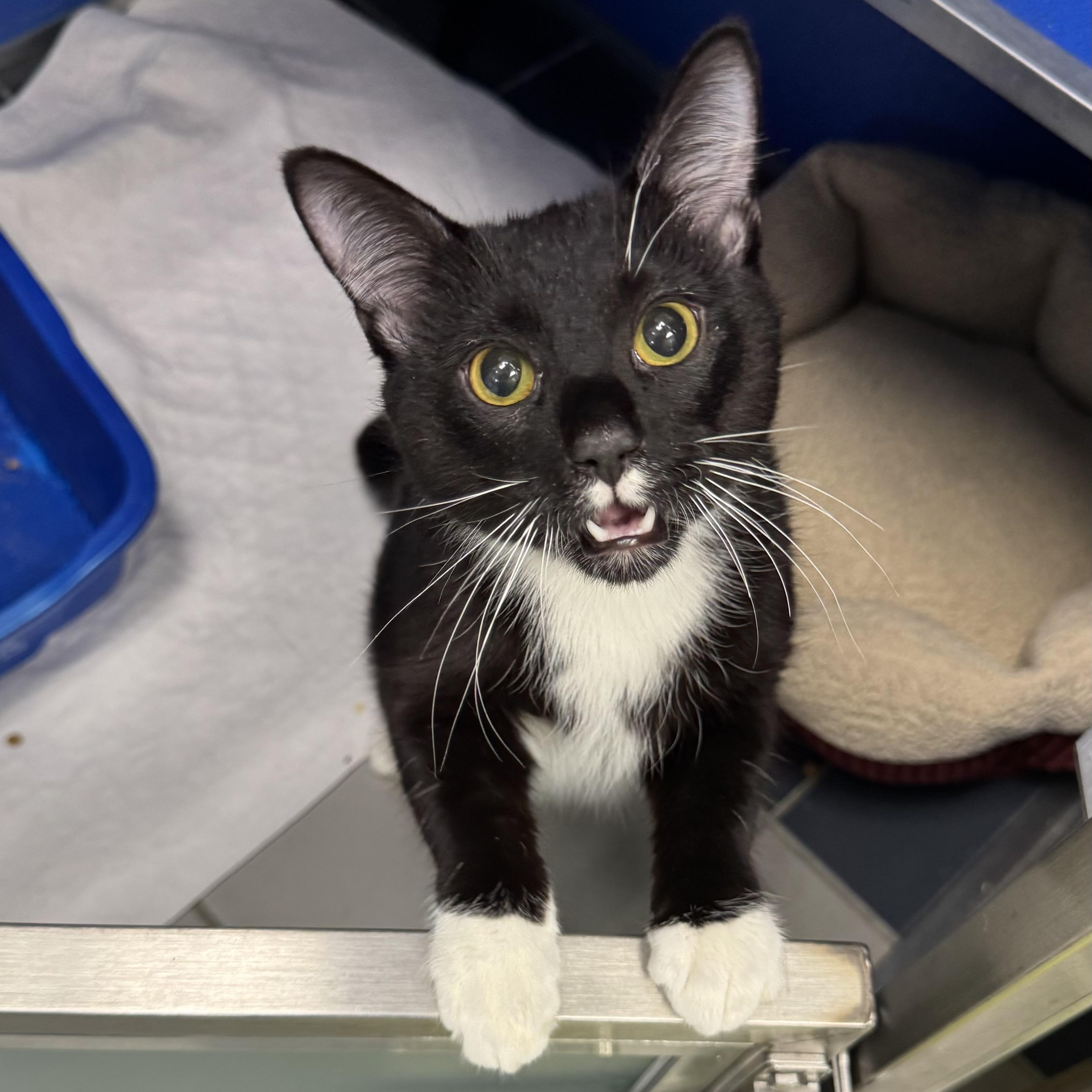 Enlarge Flap Jack , an adopted Domestic Short Hair in Fall River, MA image 2/4