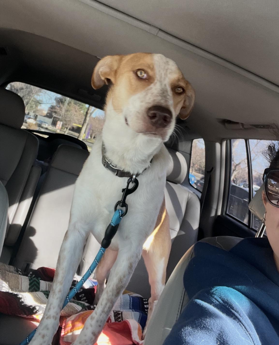 Skipper, Adoptable, Young Male Australian Cattle Dog / Blue Heeler.