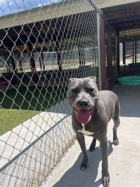 Enlarge Rycher, a ADOPTABLE Pit Bull Terrier in Fayetteville, AR image 6/6