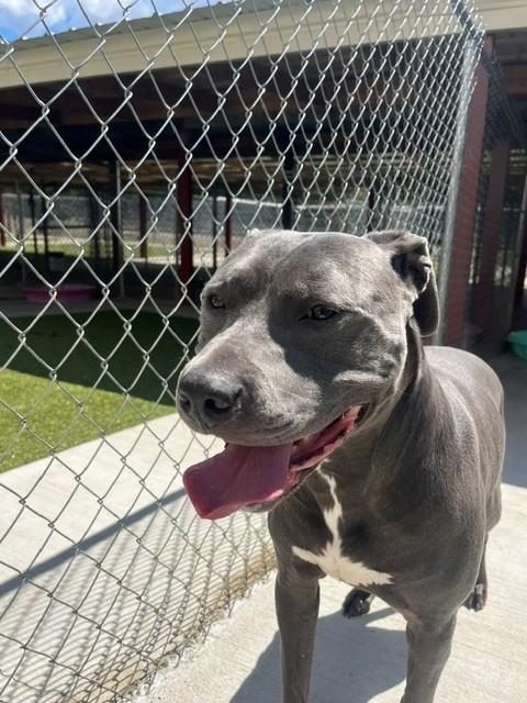 Enlarge Rycher, a ADOPTABLE Pit Bull Terrier in Fayetteville, AR image 3/6
