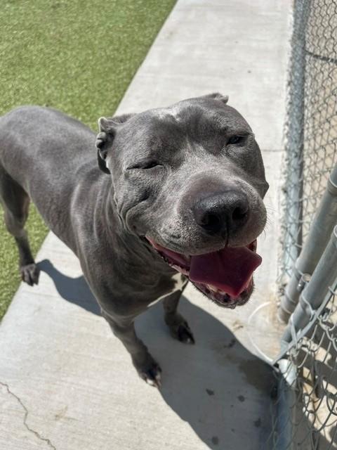 Enlarge Rycher, a ADOPTABLE Pit Bull Terrier in Fayetteville, AR image 5/6