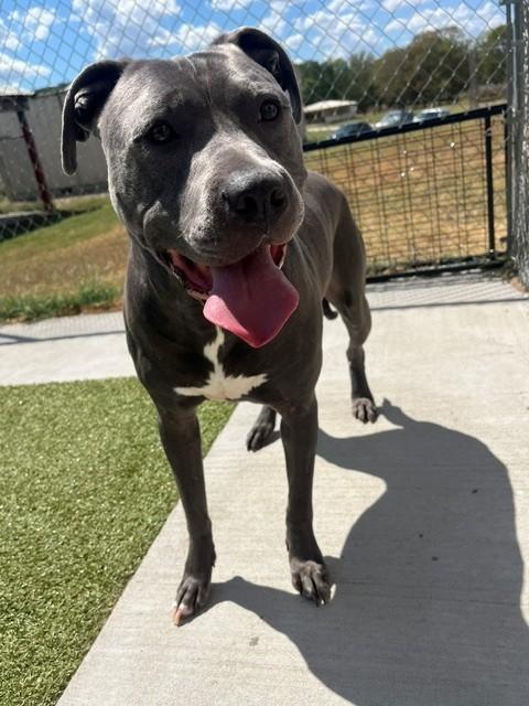 Enlarge Rycher, a ADOPTABLE Pit Bull Terrier in Fayetteville, AR image 4/6