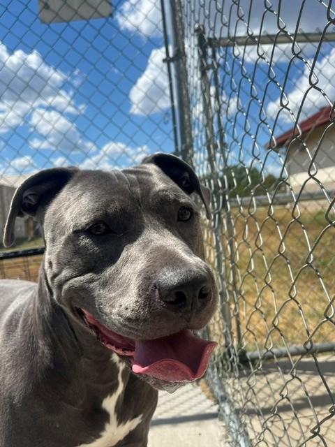 Rycher, ADOPTABLE, Adult Male Pit Bull Terrier.