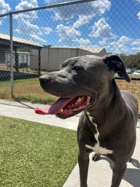 Enlarge Rycher, a ADOPTABLE Pit Bull Terrier in Fayetteville, AR image 2/6