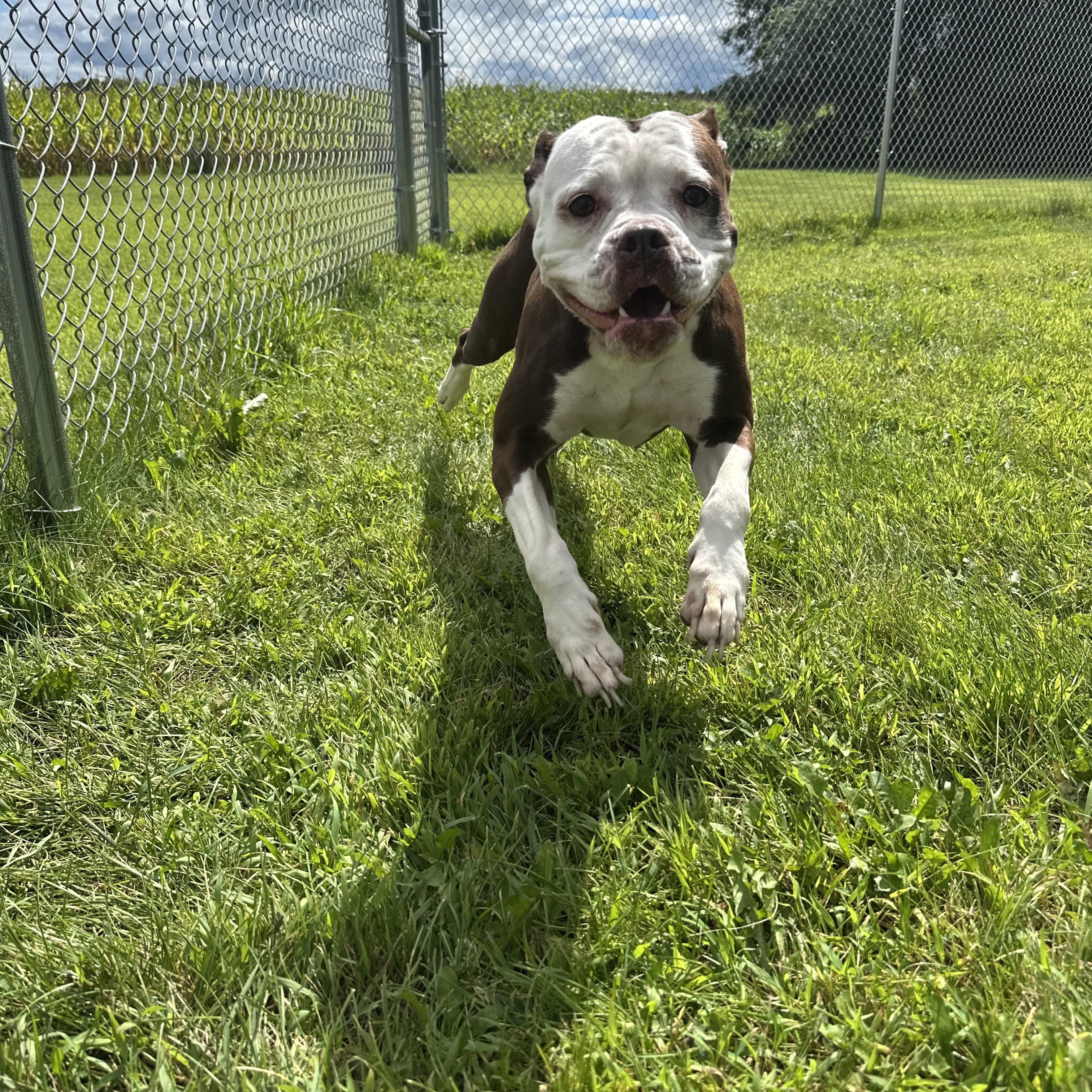 Enlarge Rowen, a Adoptable mixed breed in Chippewa Falls, WI image 1/3