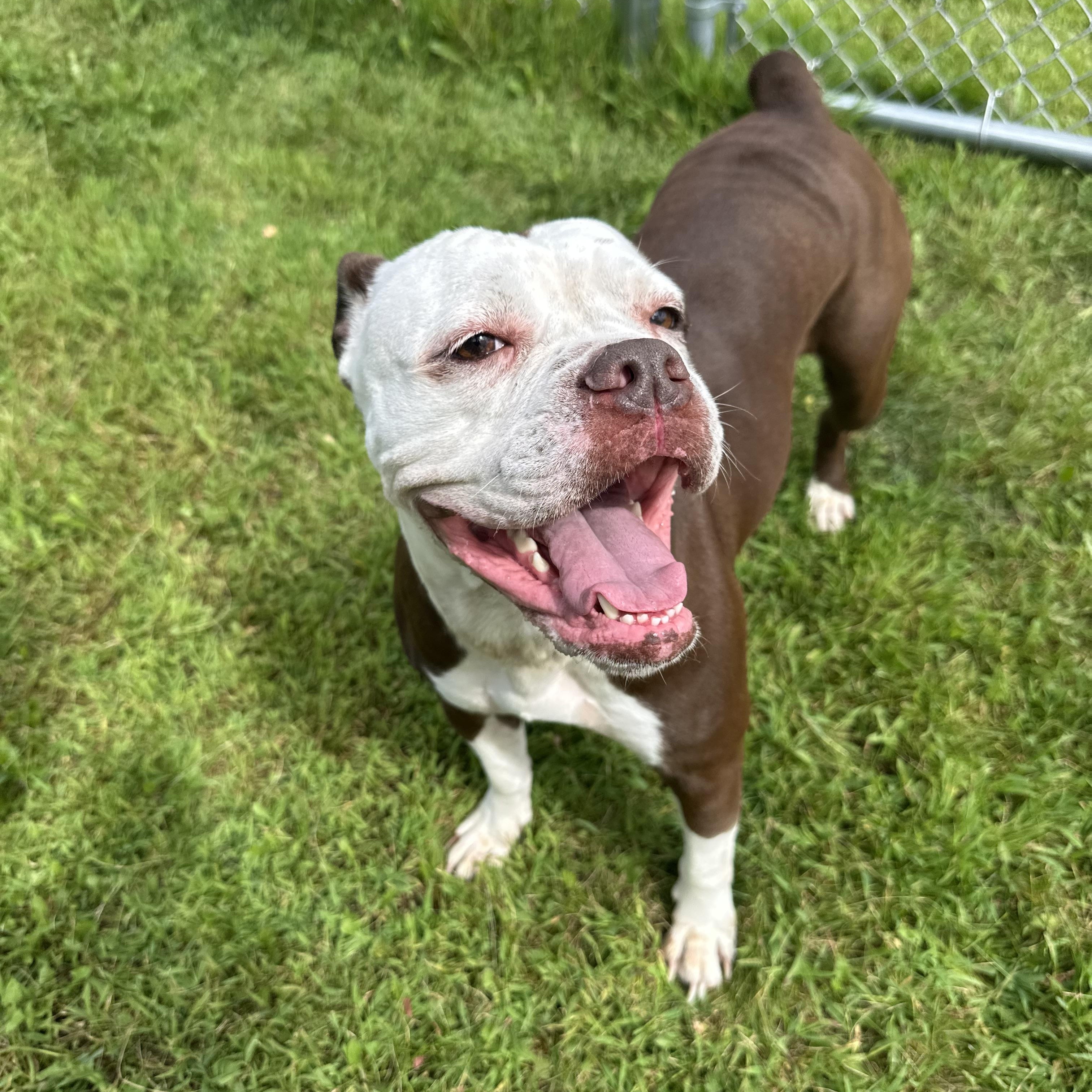 Enlarge Rowen, a Adoptable mixed breed in Chippewa Falls, WI image 2/3