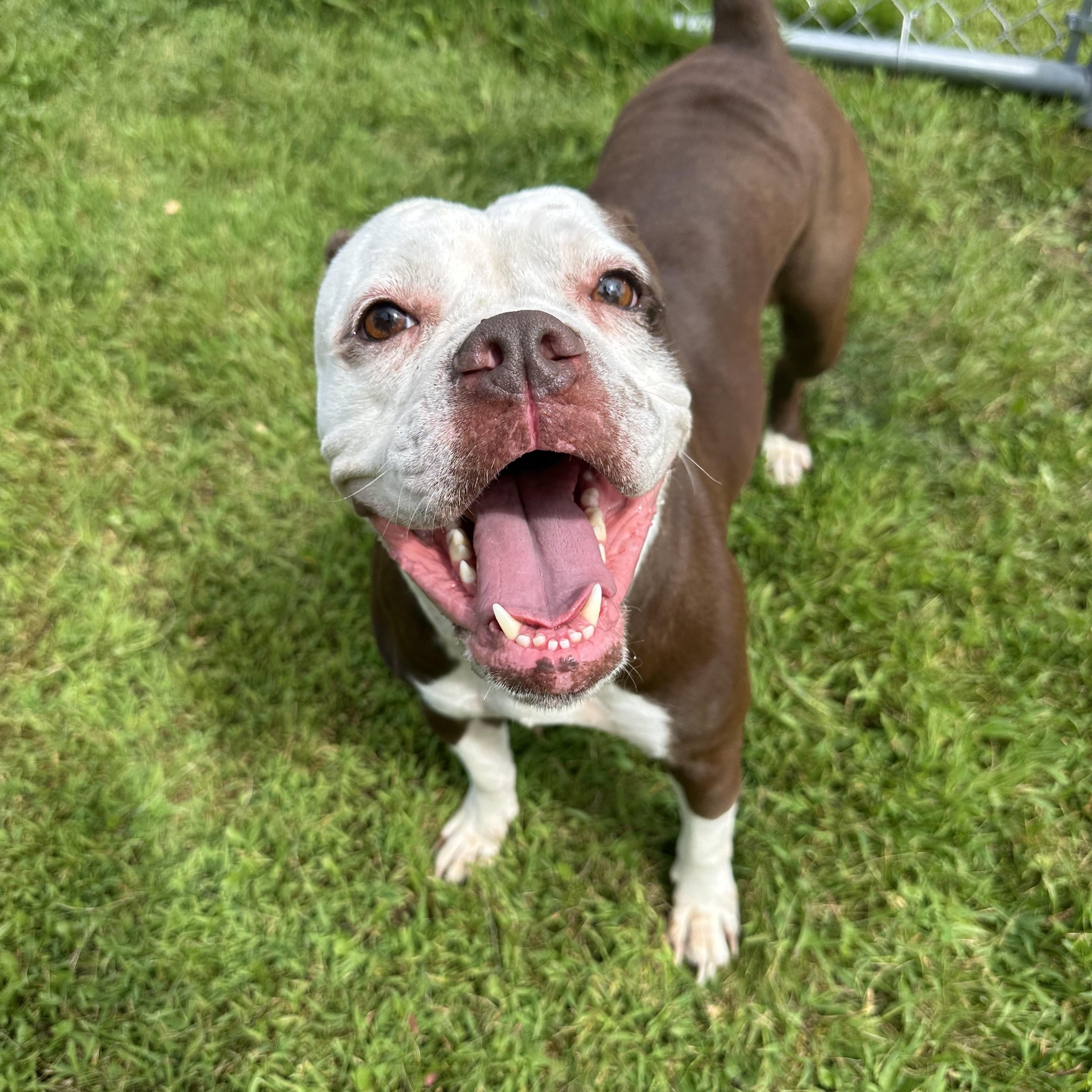 Enlarge Rowen, a Adoptable mixed breed in Chippewa Falls, WI image 3/3