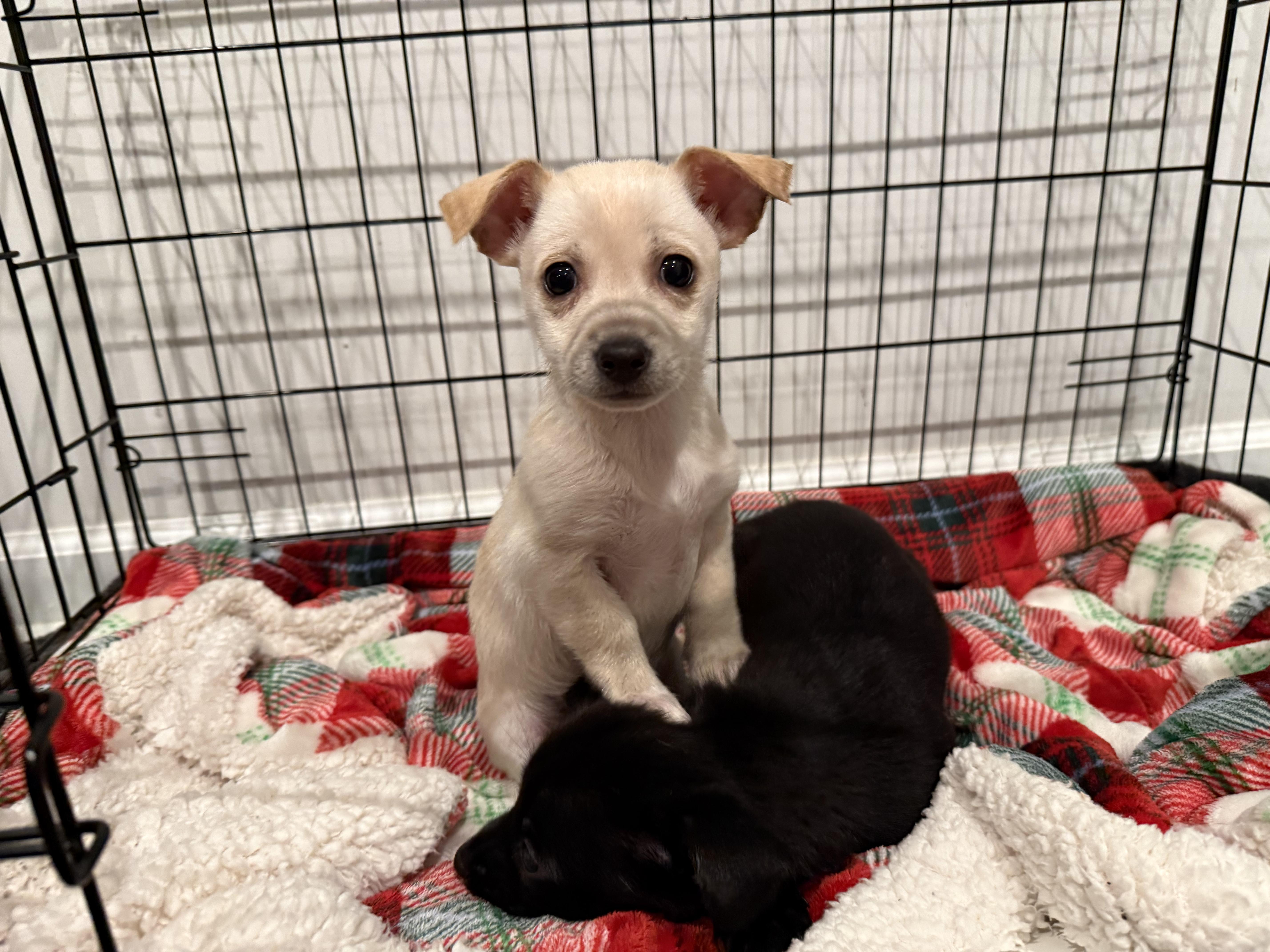 Pinky, adopted, Puppy Female Chihuahua.