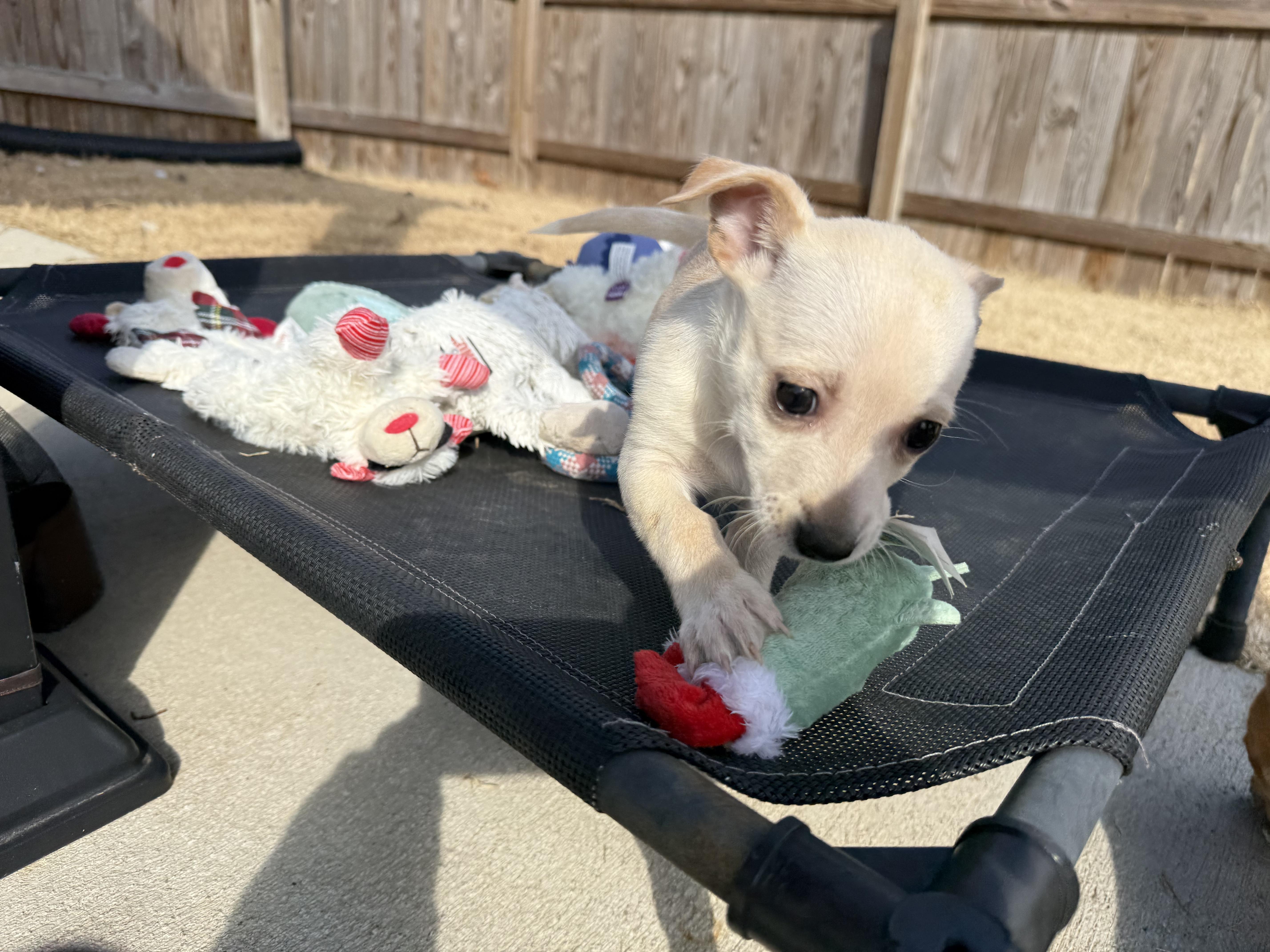 Enlarge Pinky, an adopted mixed breed in Richmond, VA image 3/6