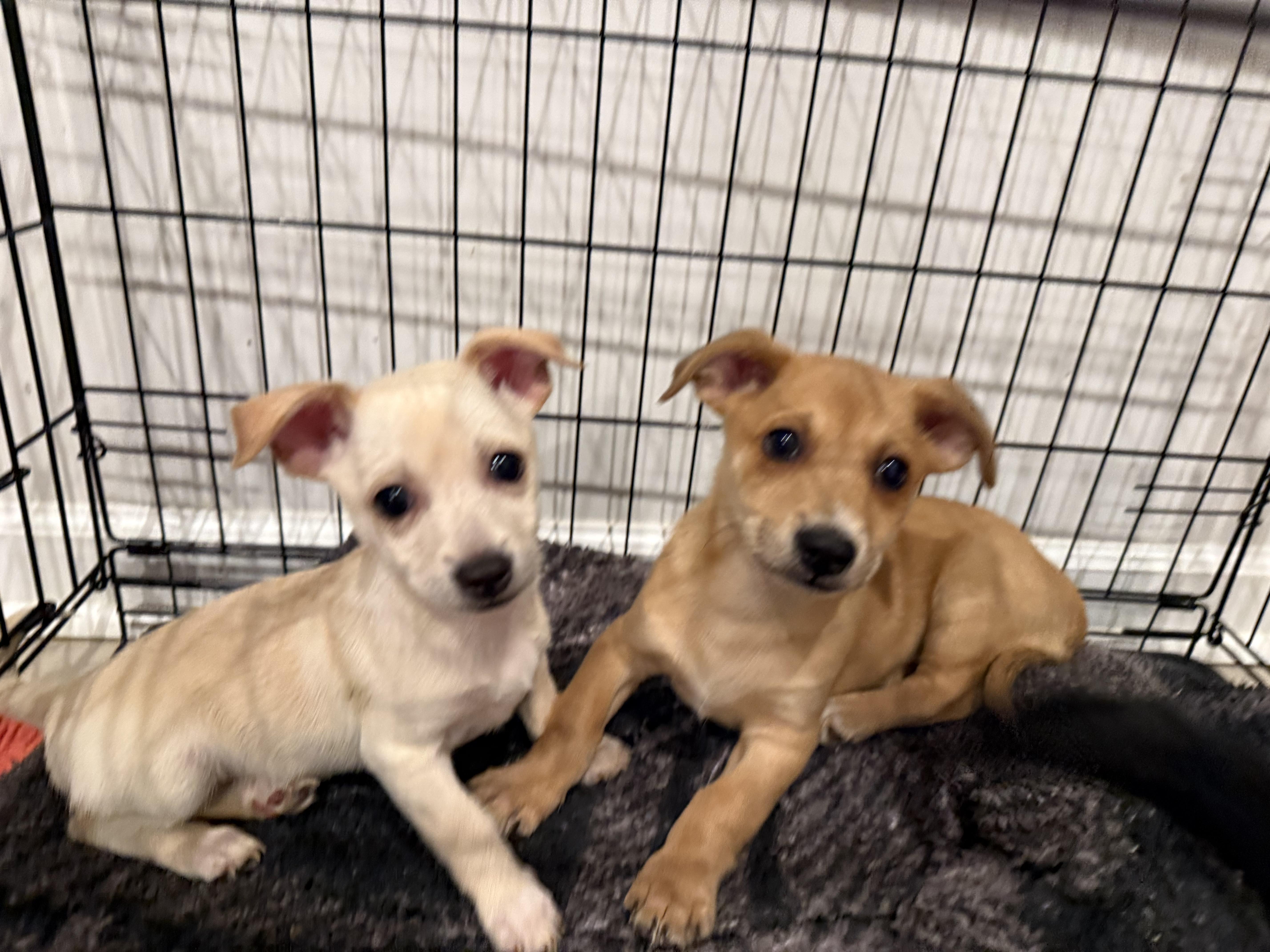 Enlarge Pinky, an adopted mixed breed in Richmond, VA image 2/6