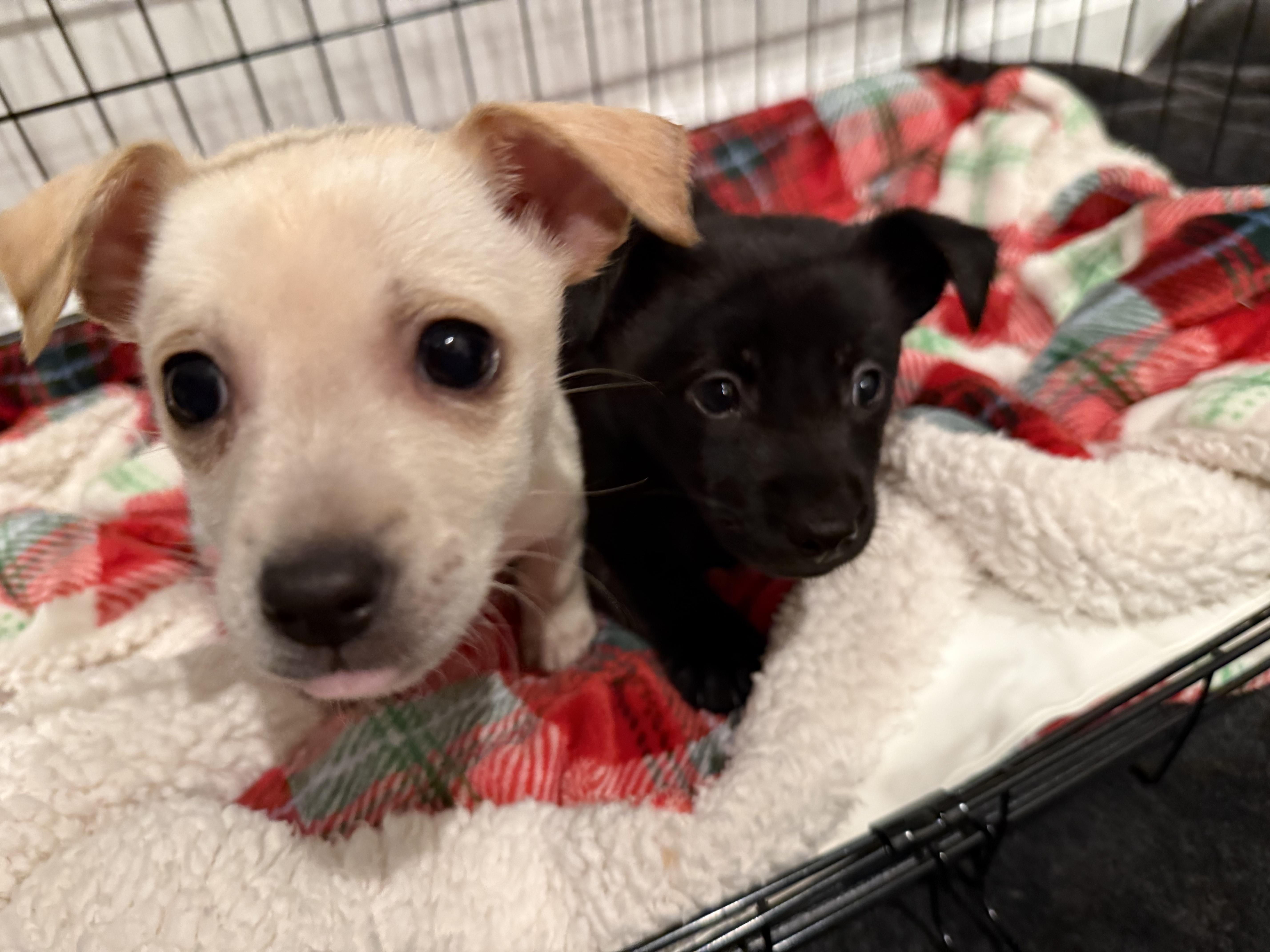 Enlarge Pinky, an adopted mixed breed in Richmond, VA image 5/6