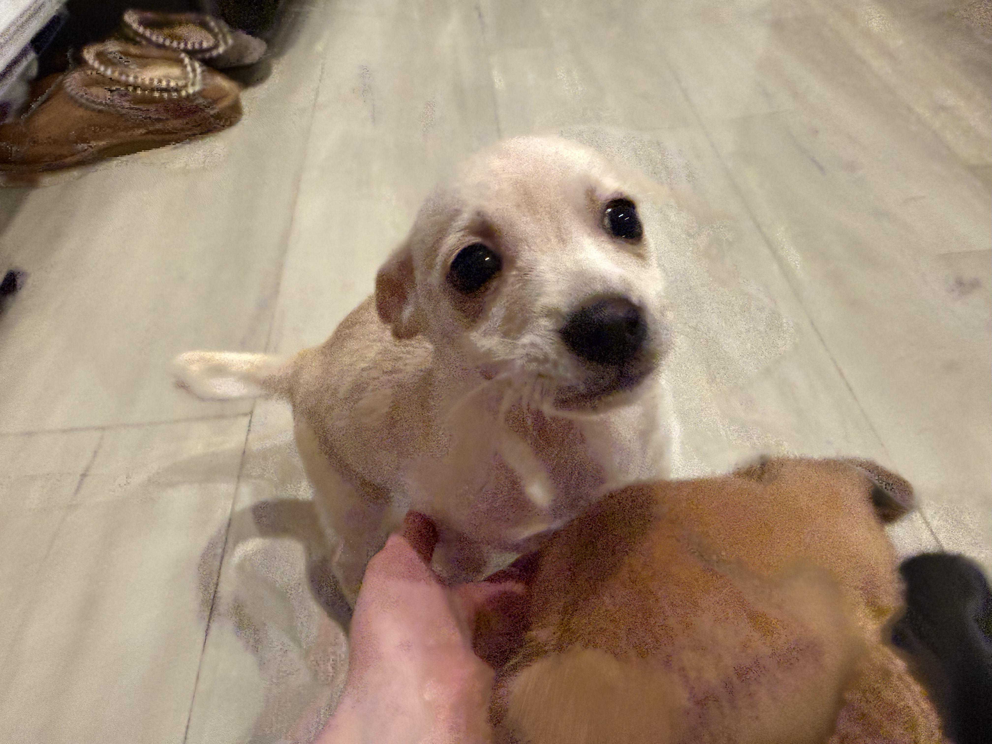 Enlarge Pinky, an adopted mixed breed in Richmond, VA image 4/6