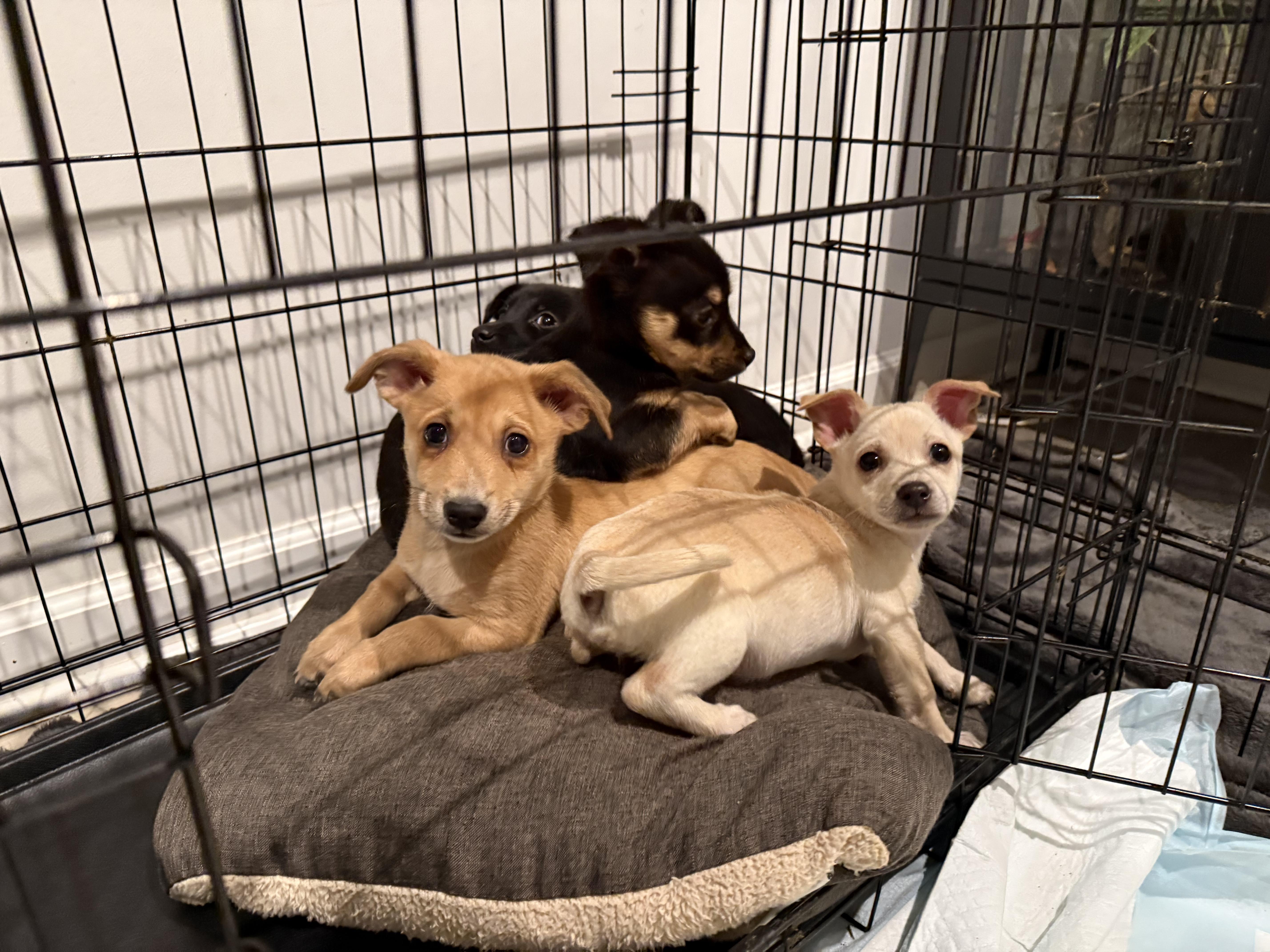 Enlarge Pinky, an adopted mixed breed in Richmond, VA image 6/6