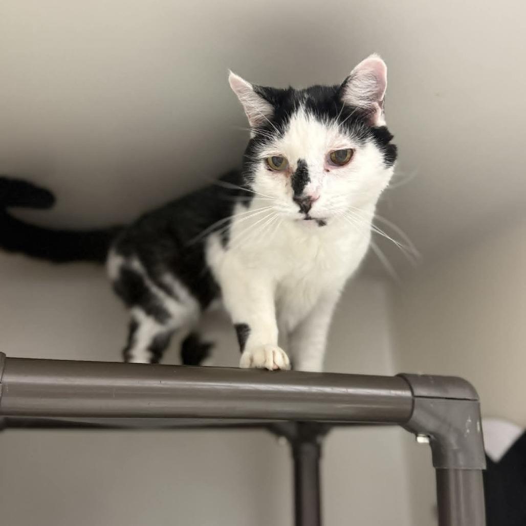 Enlarge Calvin, a Adoptable Domestic Short Hair in Caryville, TN image 1/2