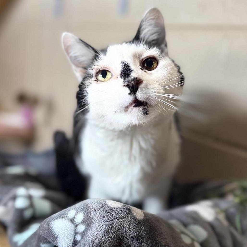 Enlarge Calvin, a Adoptable Domestic Short Hair in Caryville, TN image 2/2