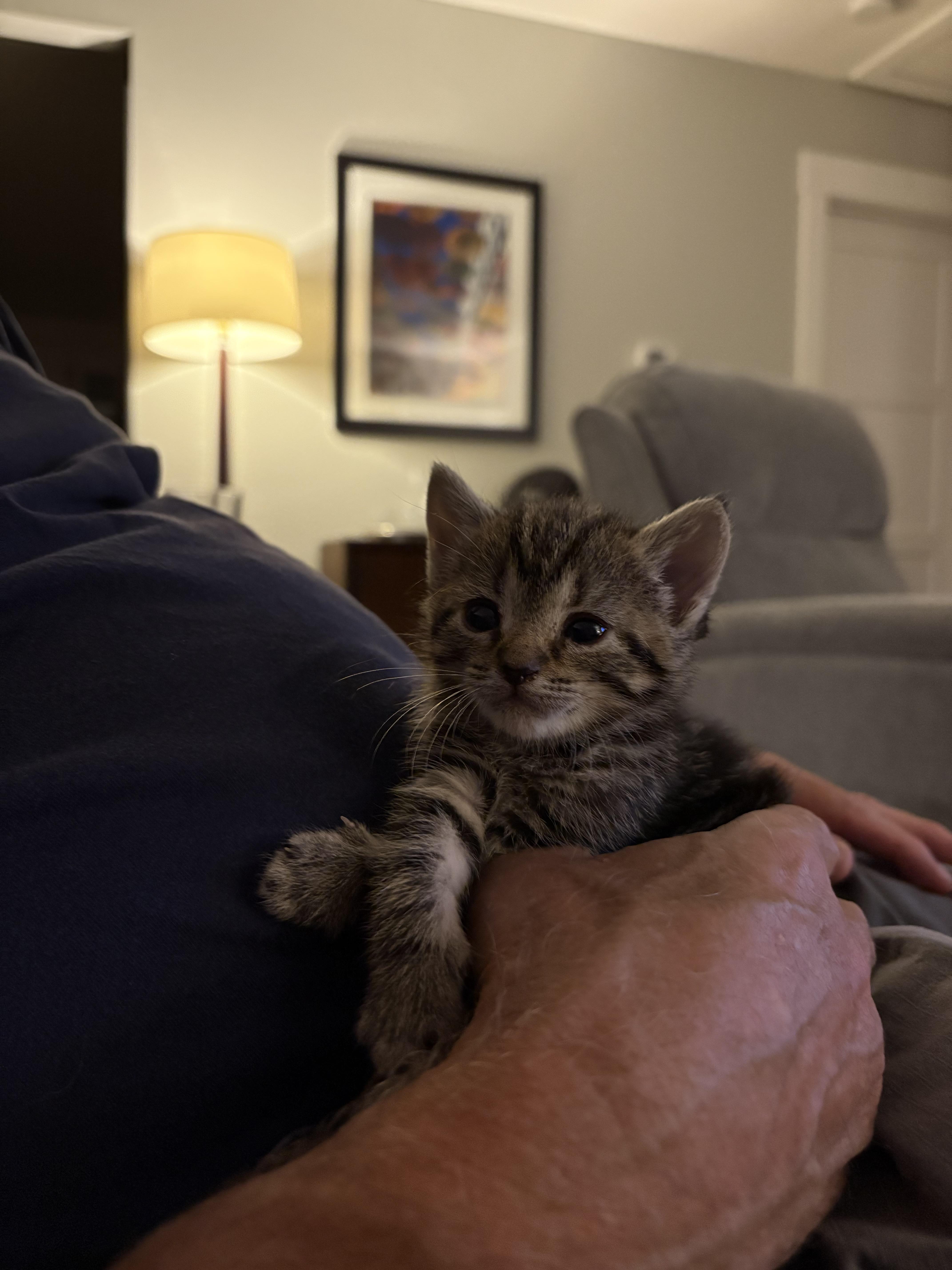 Enlarge Molly Pitcher, a Adopted mixed breed in Davidson, NC image 1/1