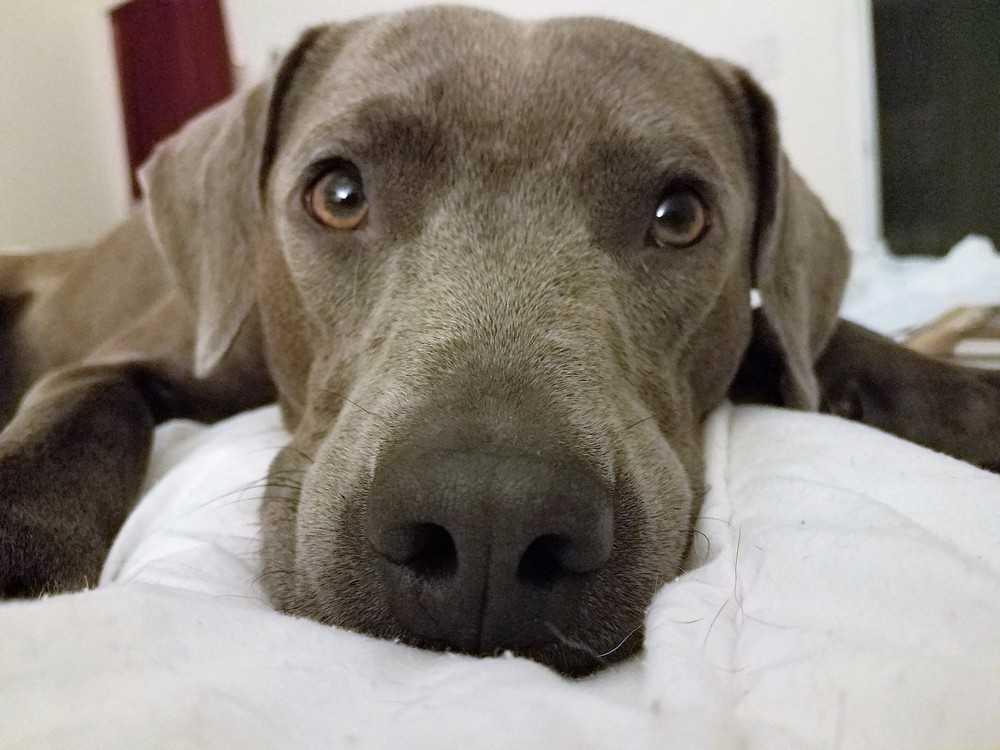 Ziggy, Adopted, Young Male Weimaraner.