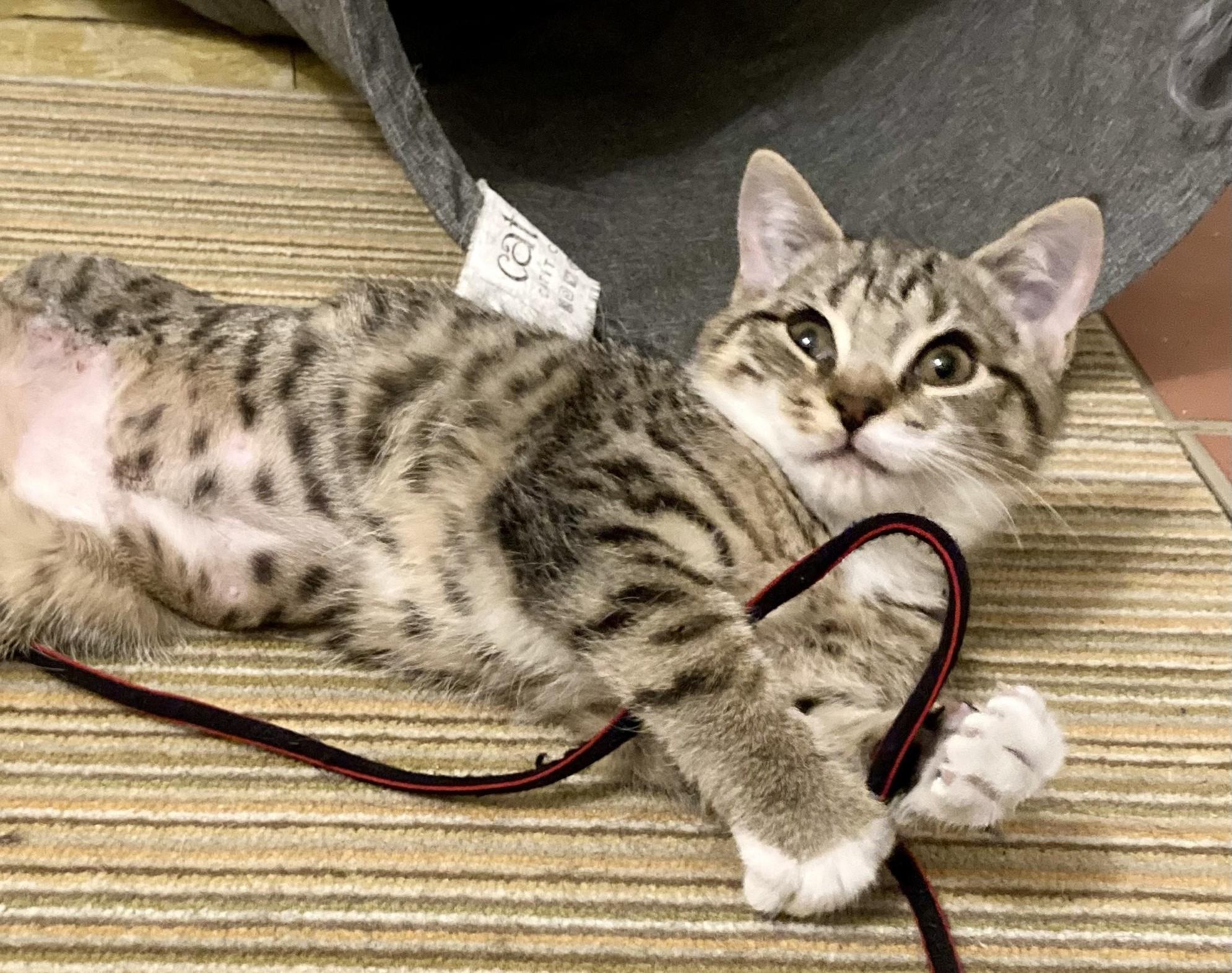 Enlarge Milligram, a Adopted Domestic Short Hair in Philadelphia, PA image 1/1