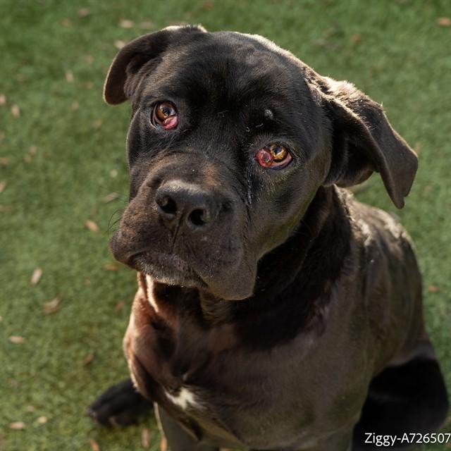 ZIGGY, Adoptable, Young Male Cane Corso.