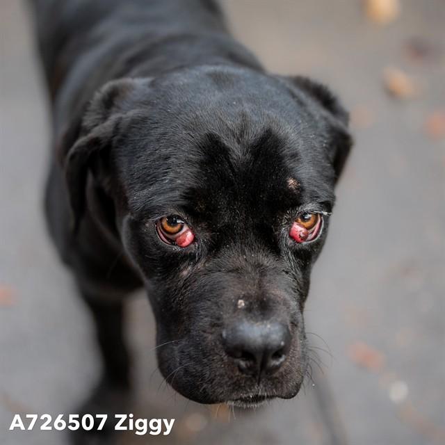 ZIGGY, Adoptable, Young Male Cane Corso.