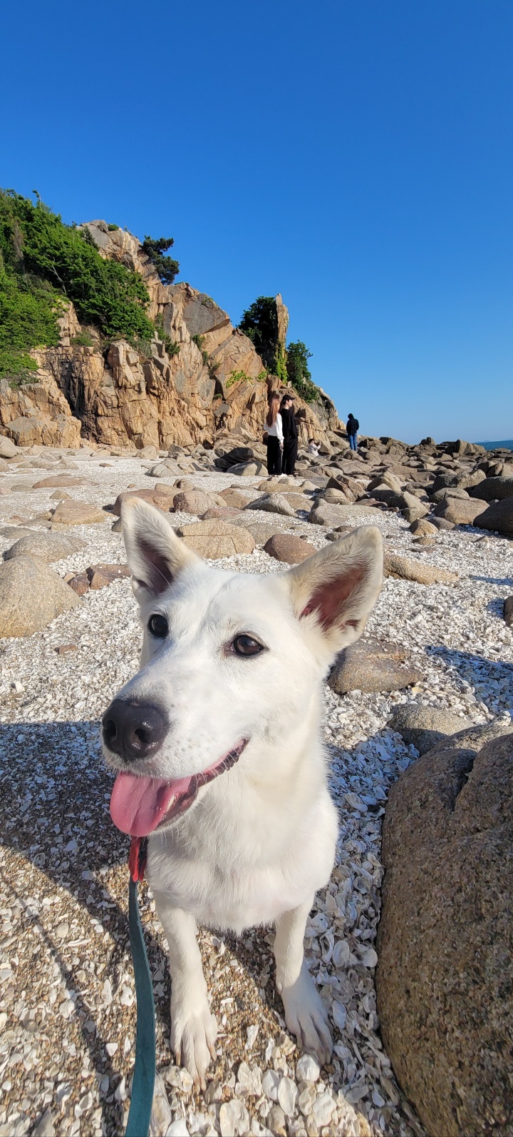 **SUNNY, a Adoptable mixed breed in Springfield, VA image 2/5