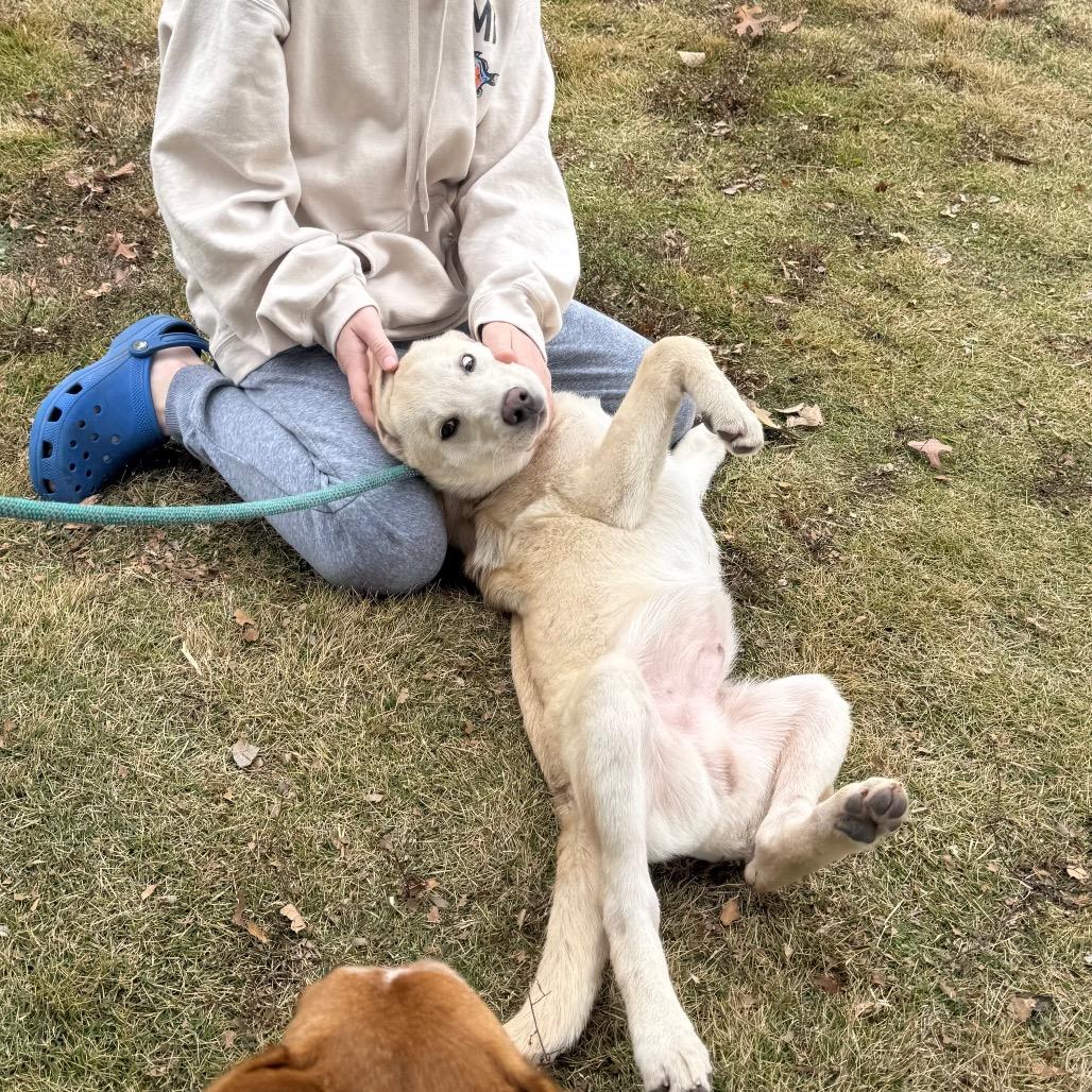 Enlarge Wyatt Grover, a Adoptable mixed breed in Ennis, TX image 1/4