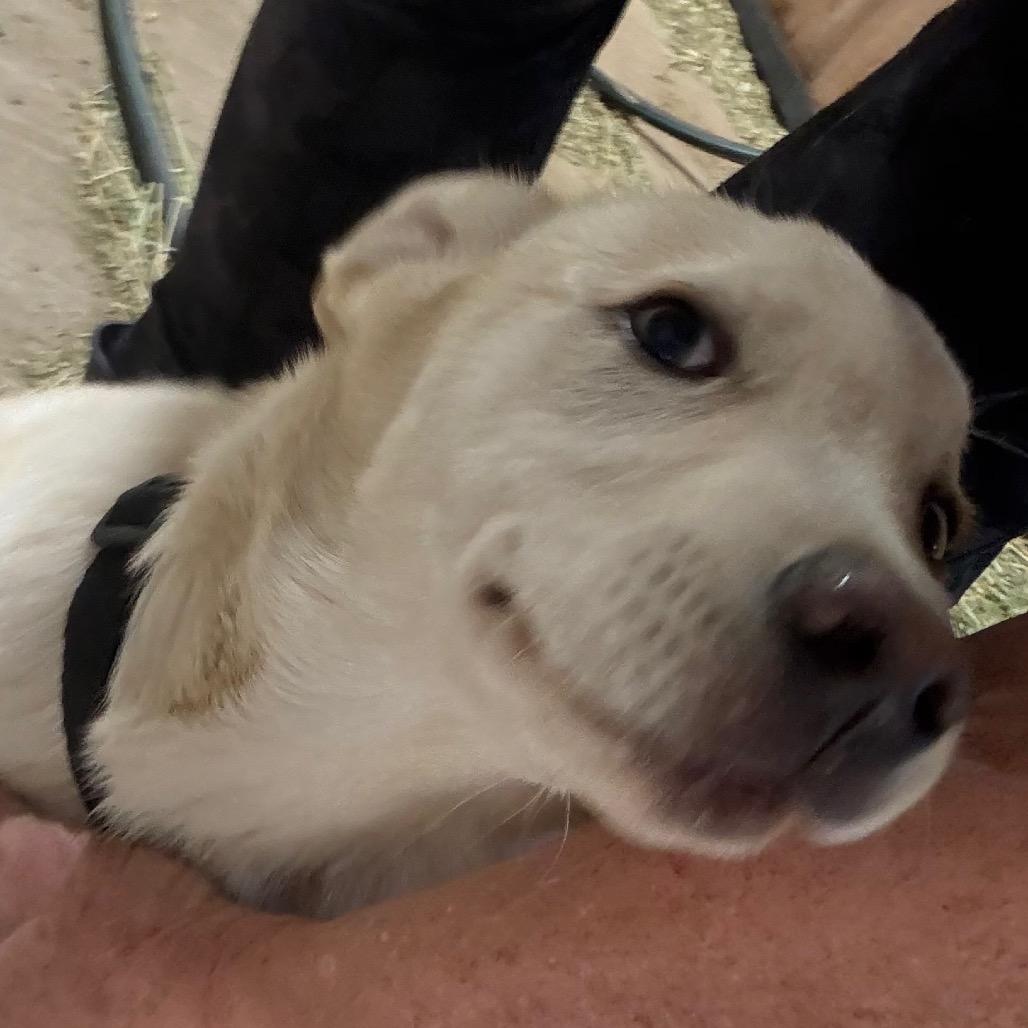 Enlarge Wyatt Grover, a Adoptable mixed breed in Ennis, TX image 2/4