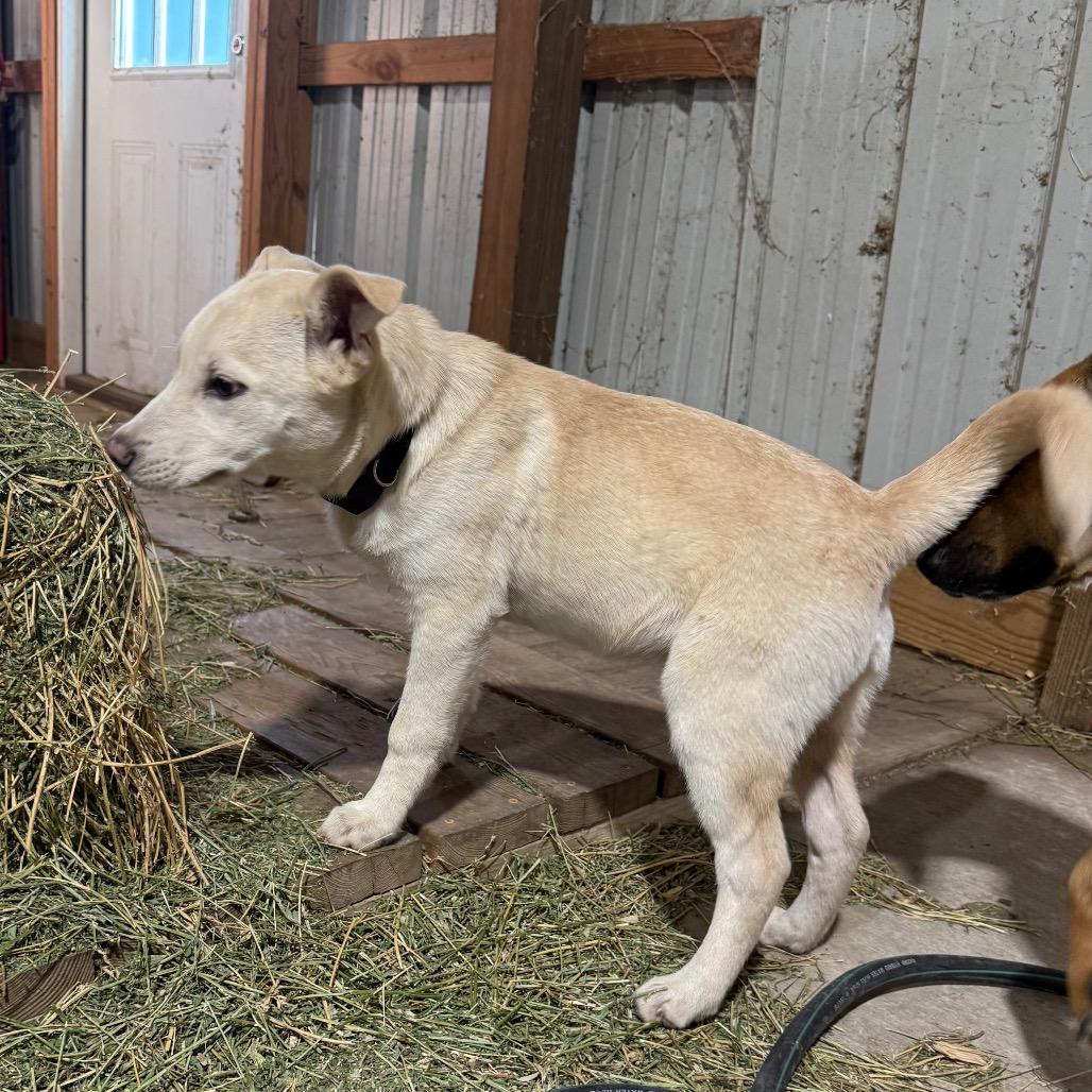 Enlarge Wyatt Grover, a Adoptable mixed breed in Ennis, TX image 4/4