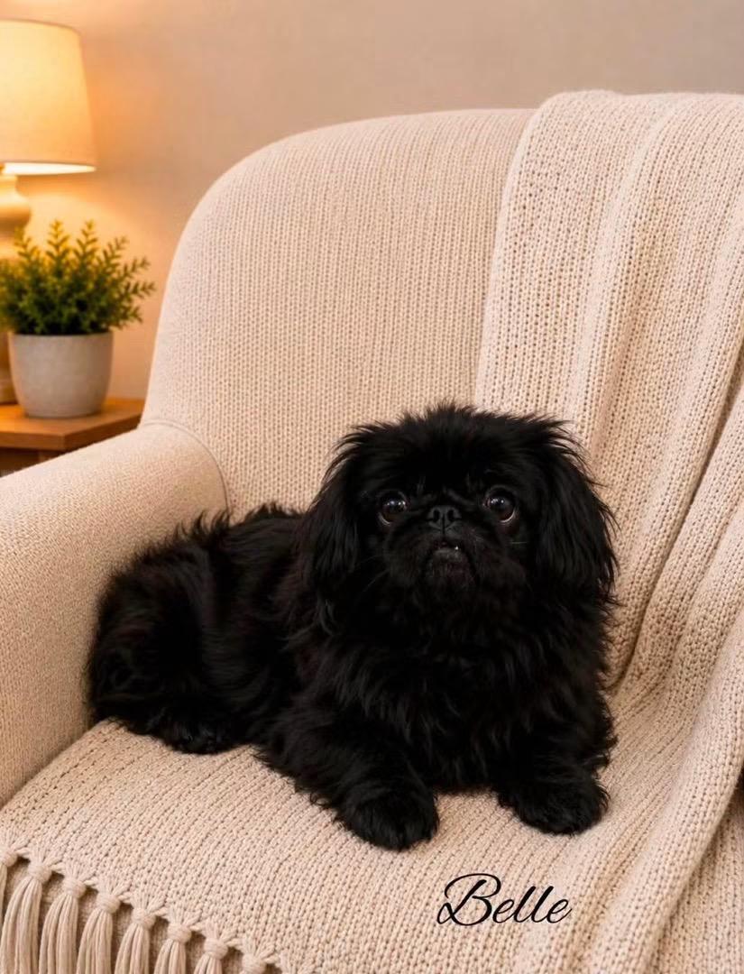 Enlarge Belle, a ADOPTABLE Pekingese in Kennebunk , ME image 1/5
