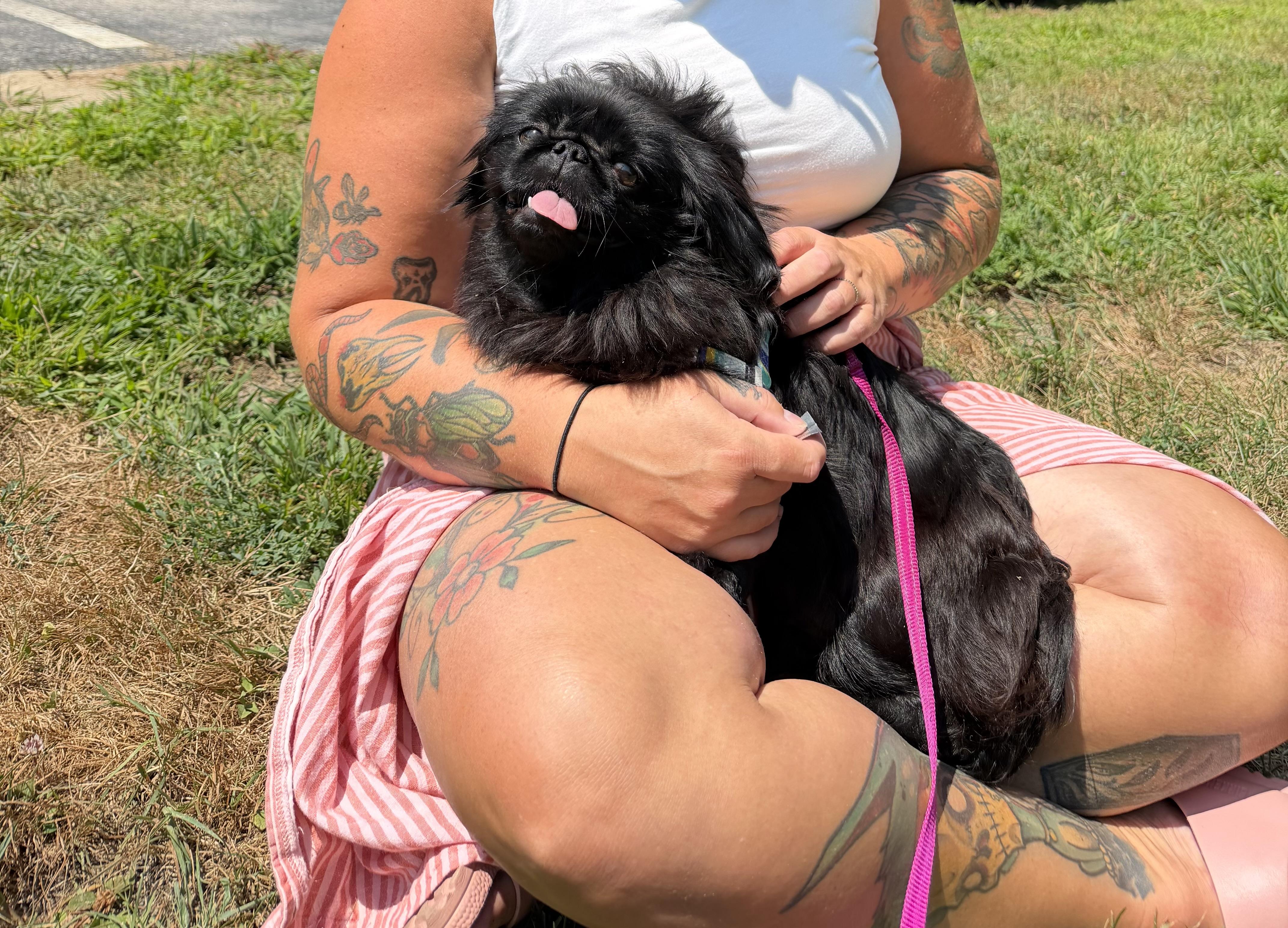 Enlarge Belle, a ADOPTABLE Pekingese in Kennebunk , ME image 3/5