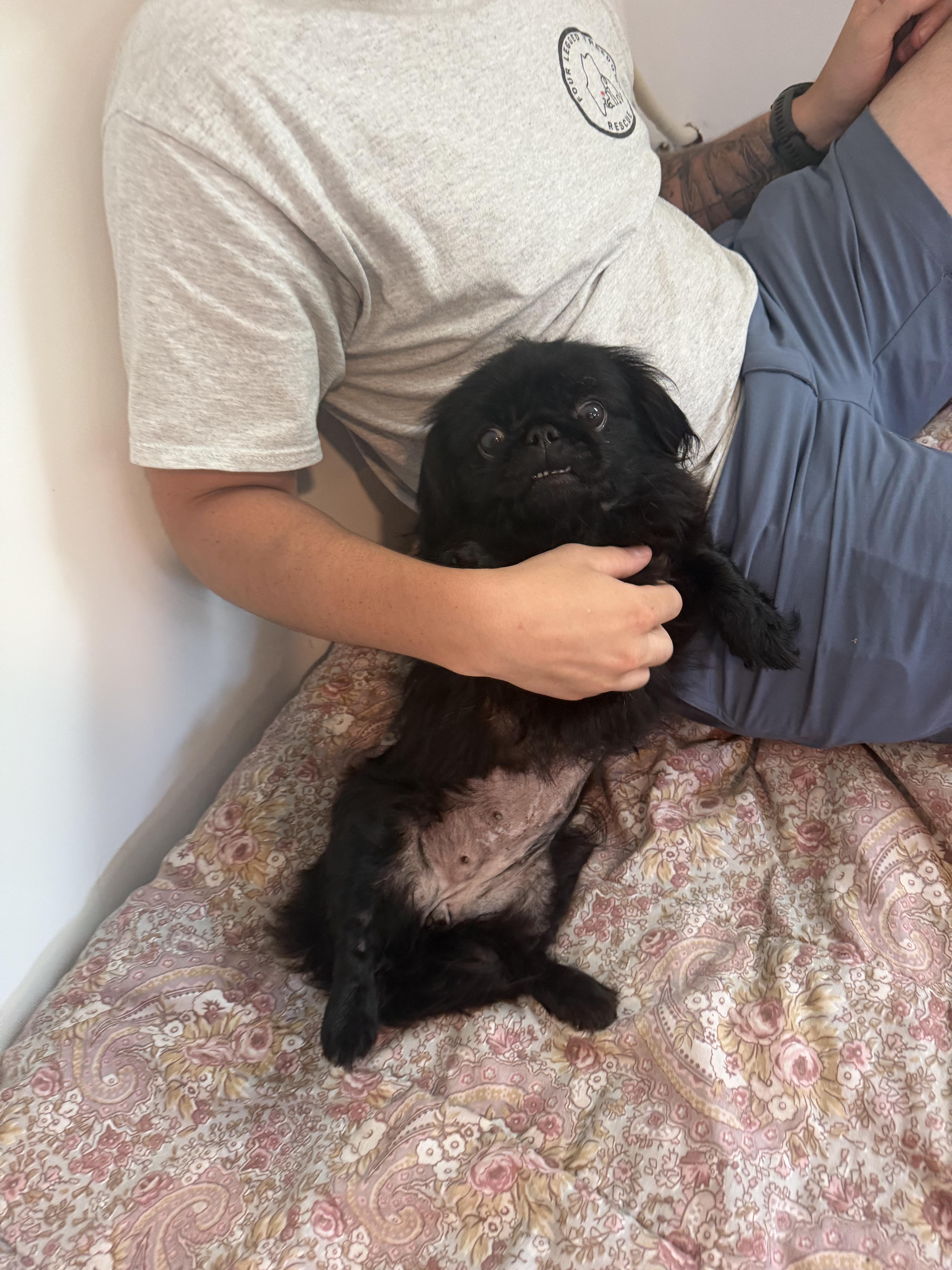 Enlarge Belle, a ADOPTABLE Pekingese in Kennebunk , ME image 2/5