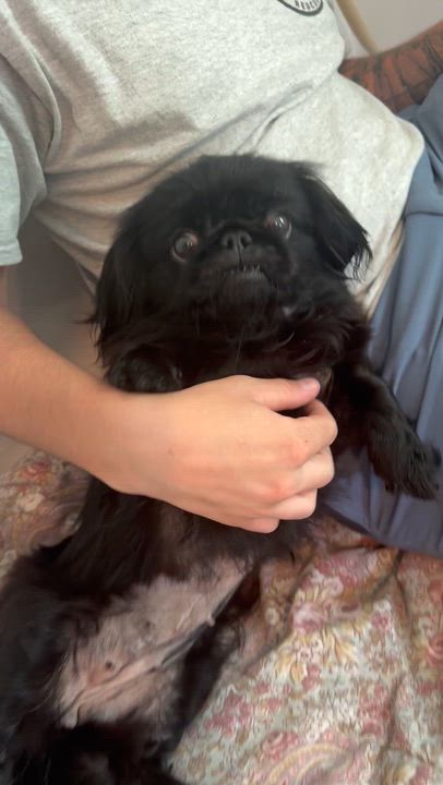 Enlarge Belle, a ADOPTABLE Pekingese in Kennebunk , ME video 5/5