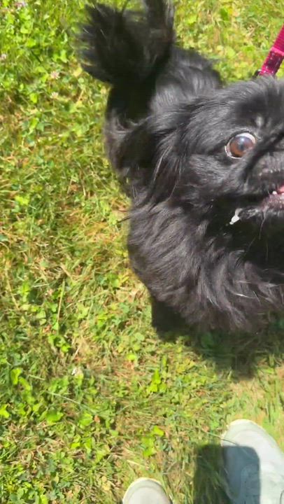 Enlarge Belle, a ADOPTABLE Pekingese in Kennebunk , ME video 4/5